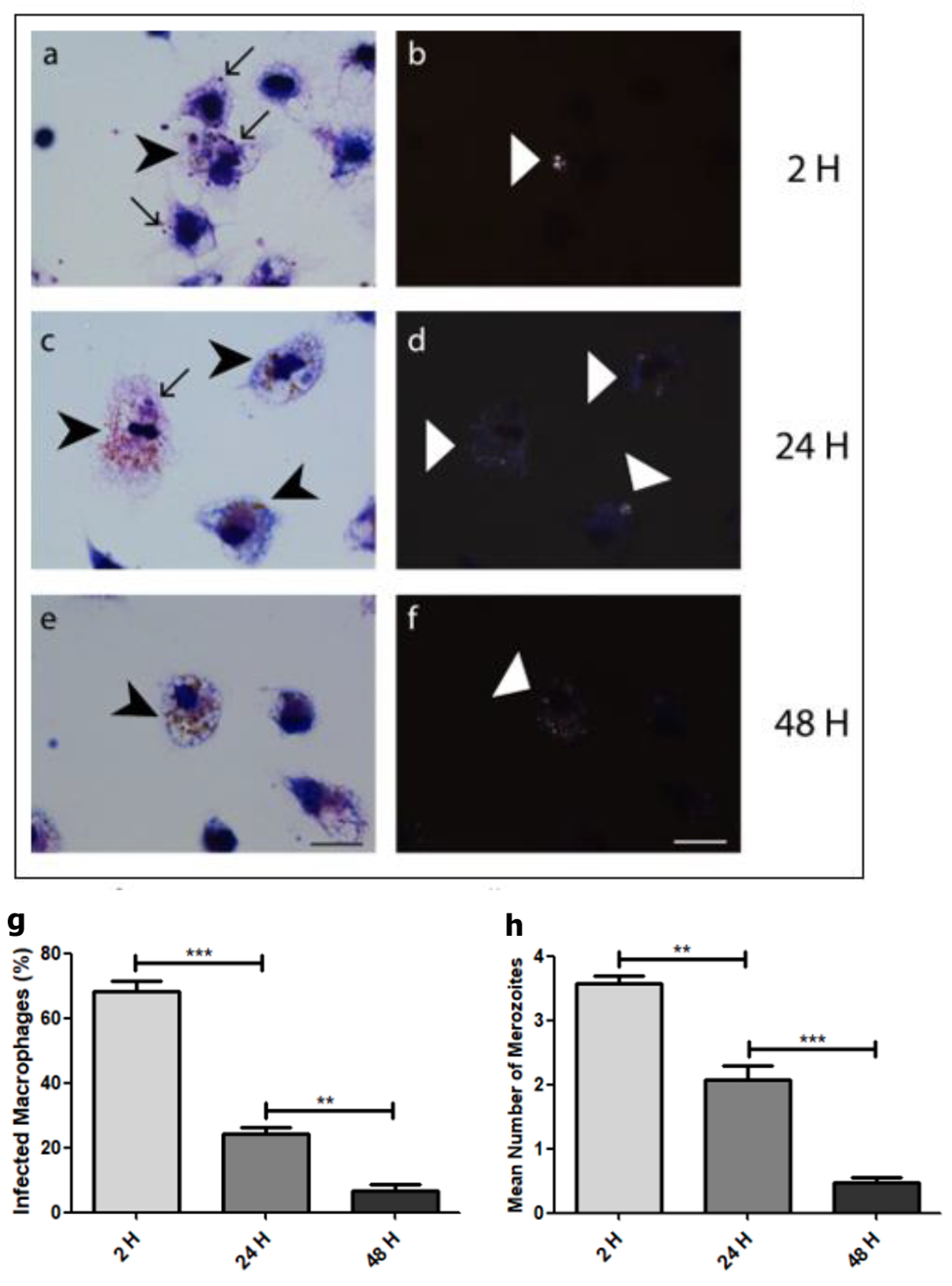 Microorganisms 12 00105 g005