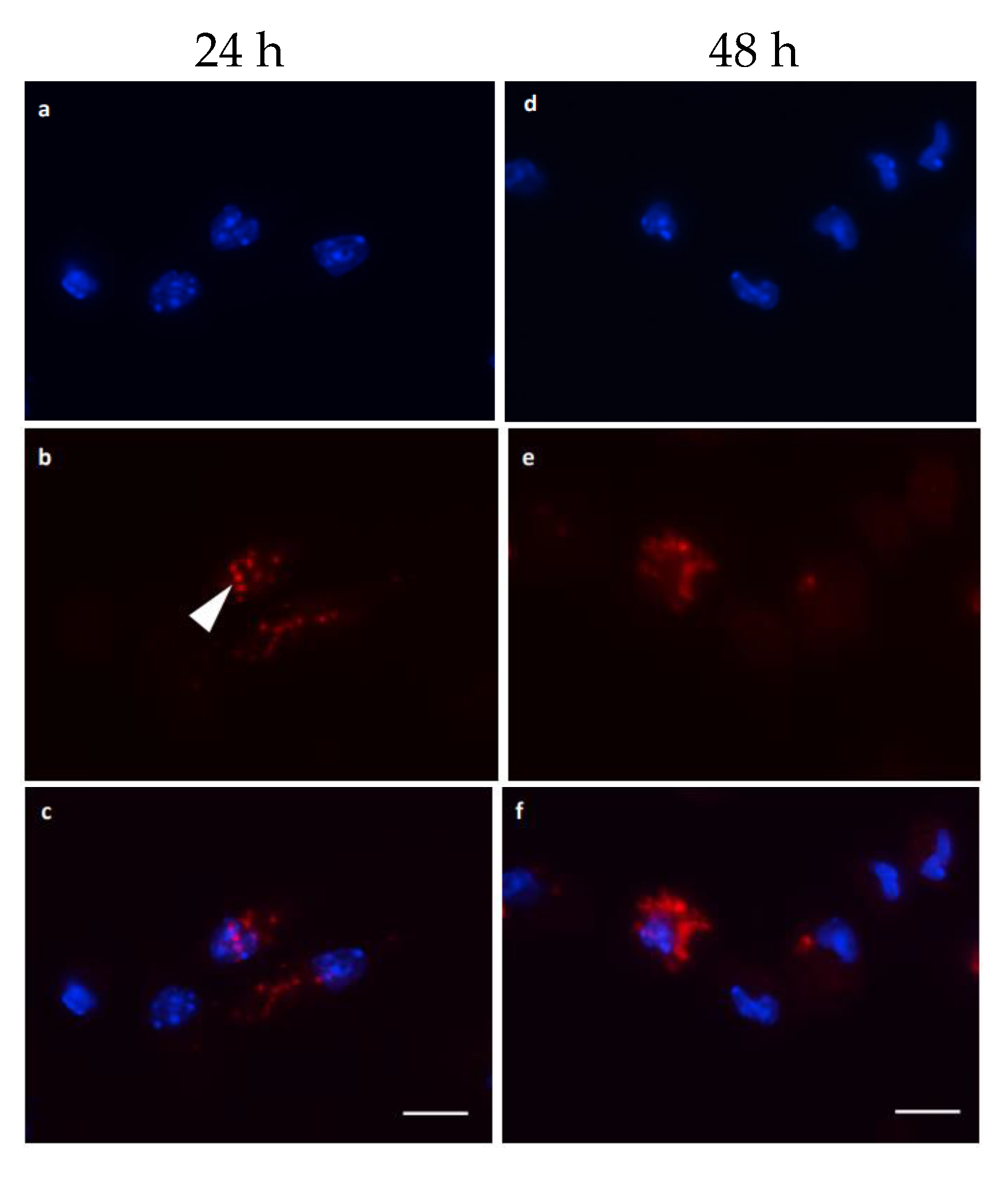 Microorganisms 12 00105 g006