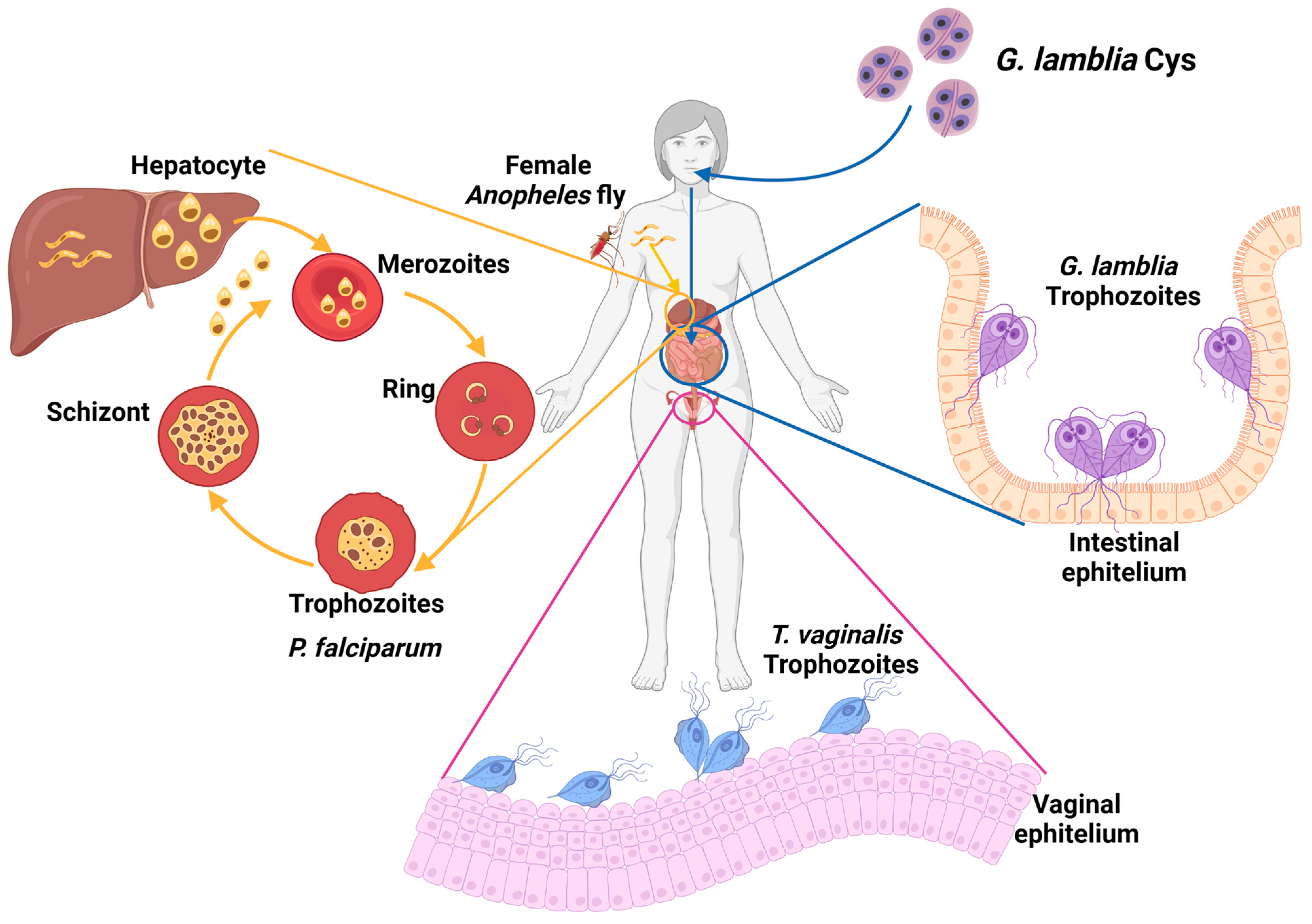 Microorganisms 12 00112 g001