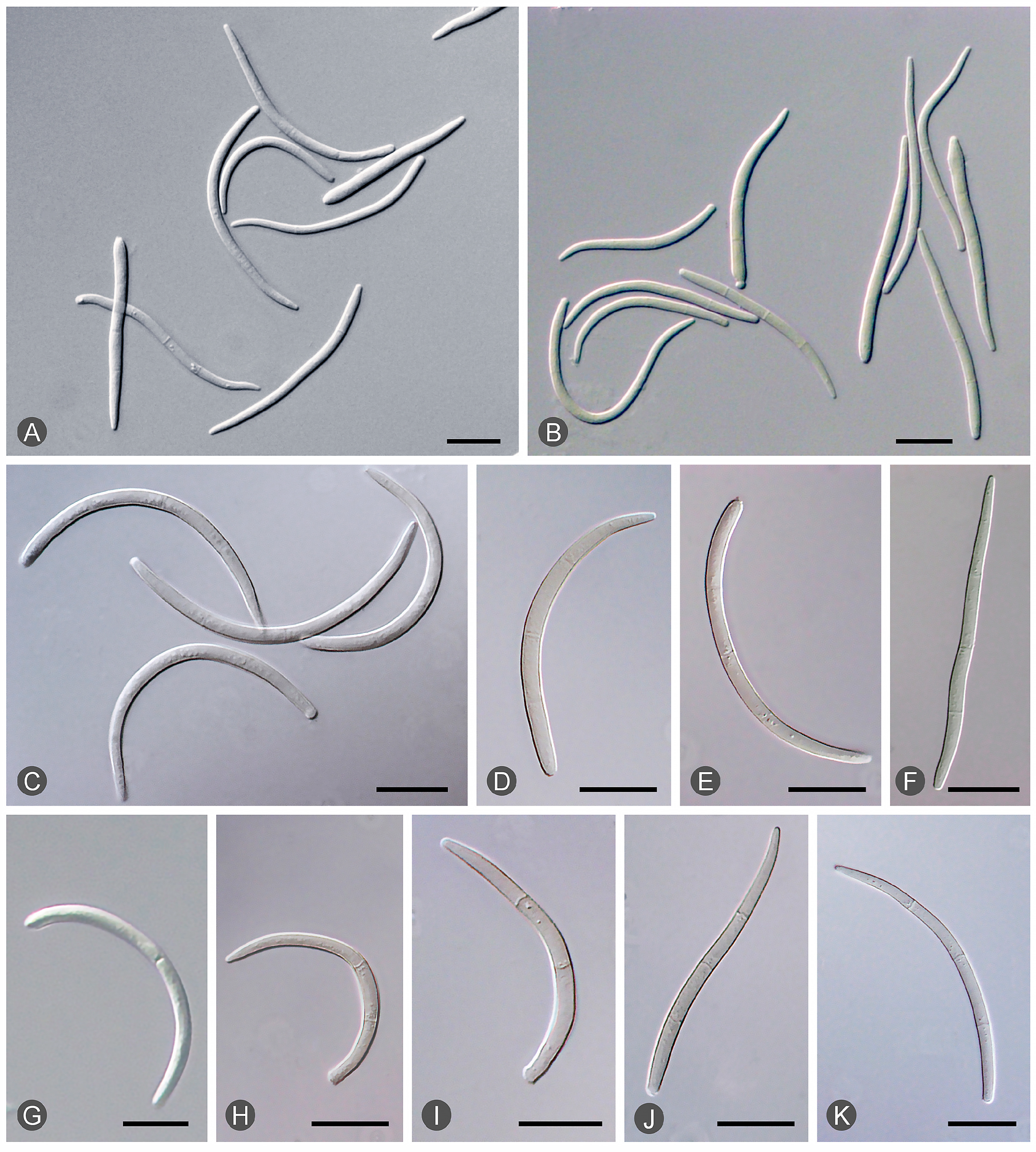 Microorganisms 12 00129 g004