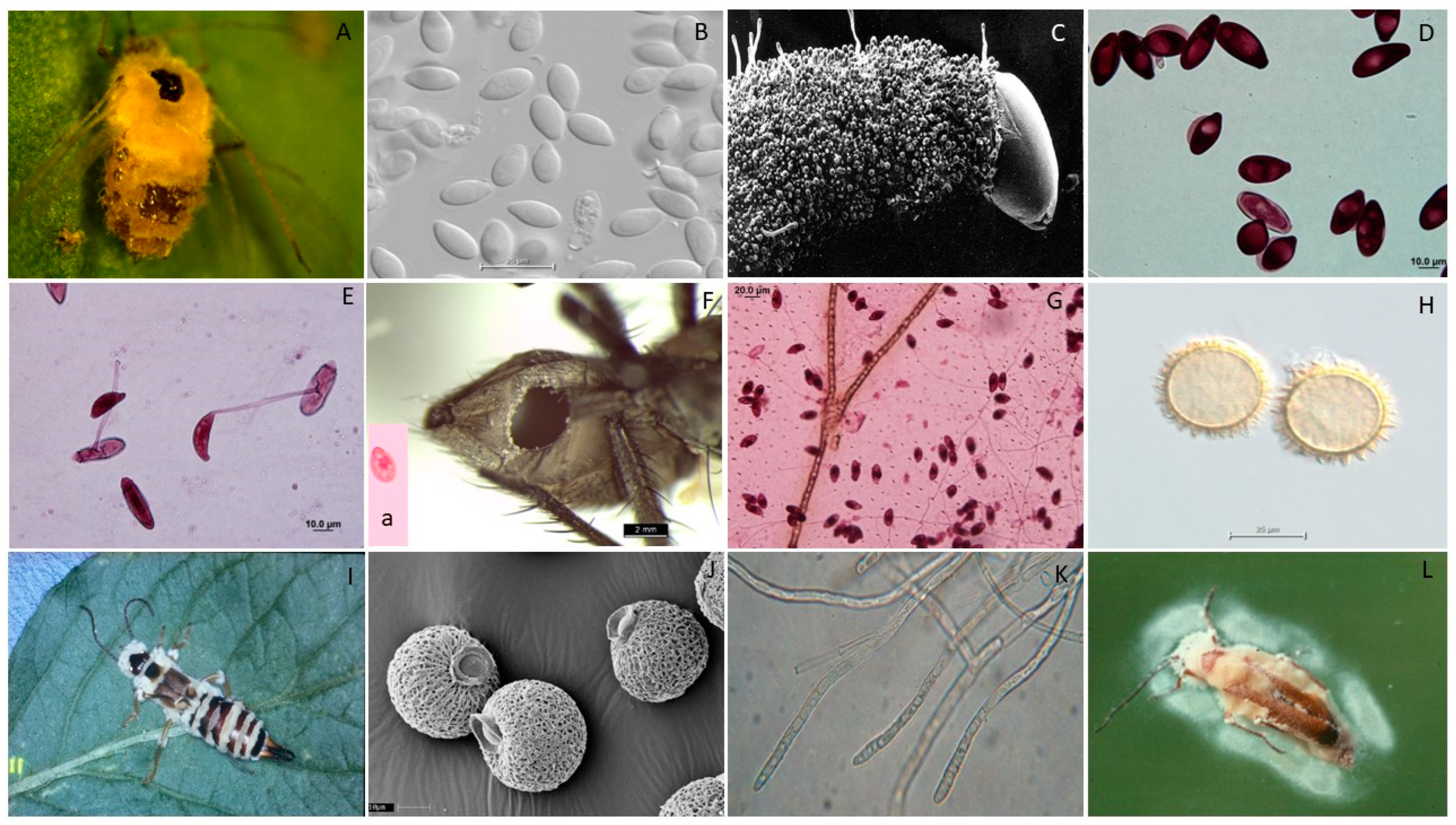 Microorganisms 12 00168 g001