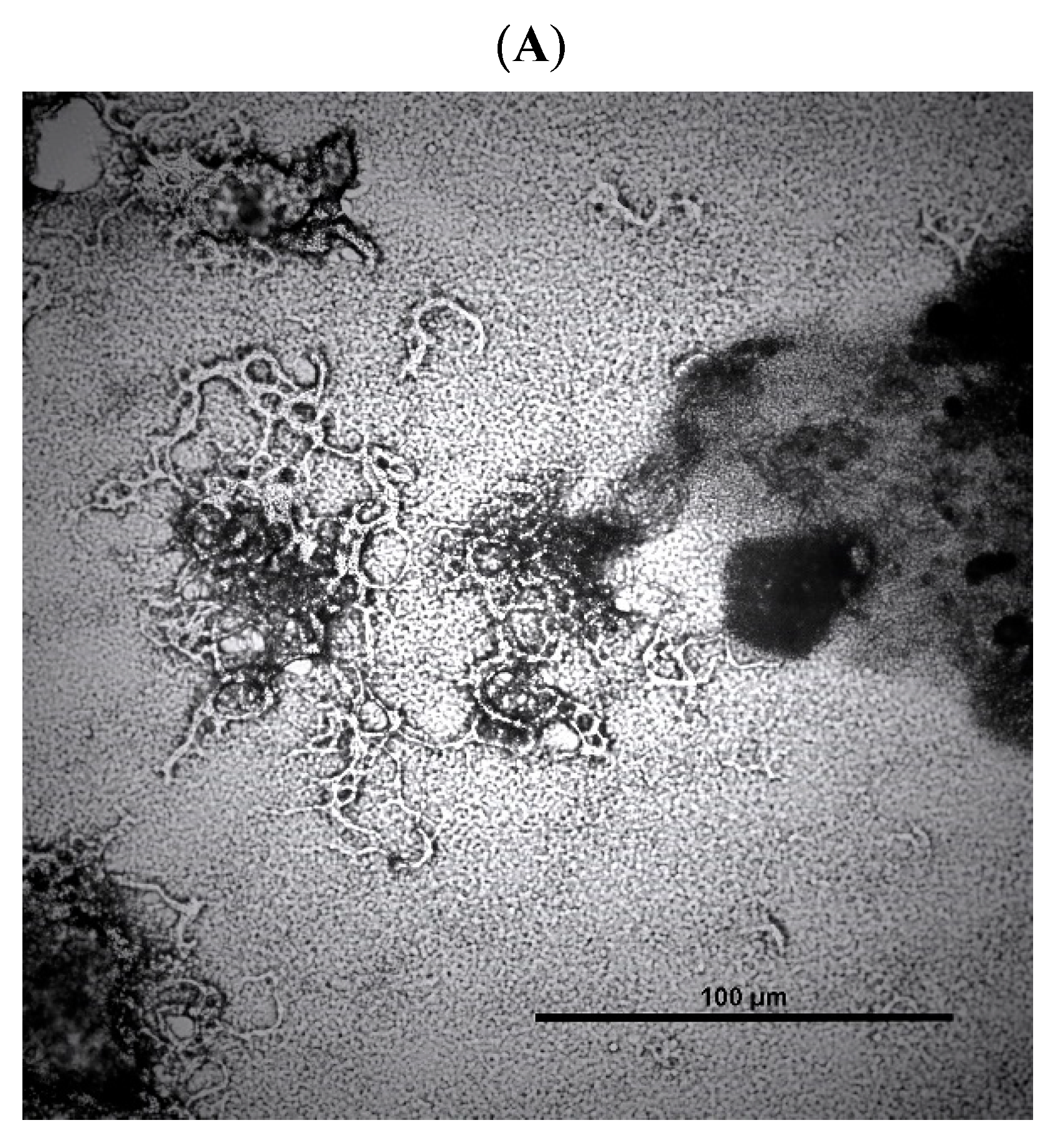 Microorganisms 12 00177 g002a