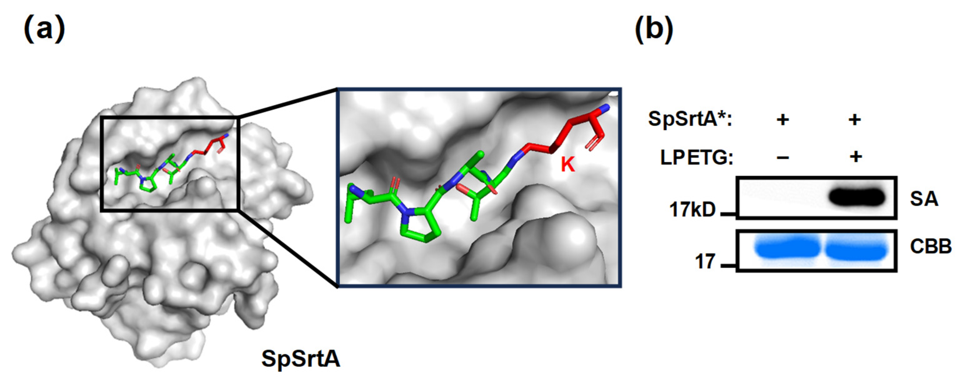 Microorganisms 12 00179 g001
