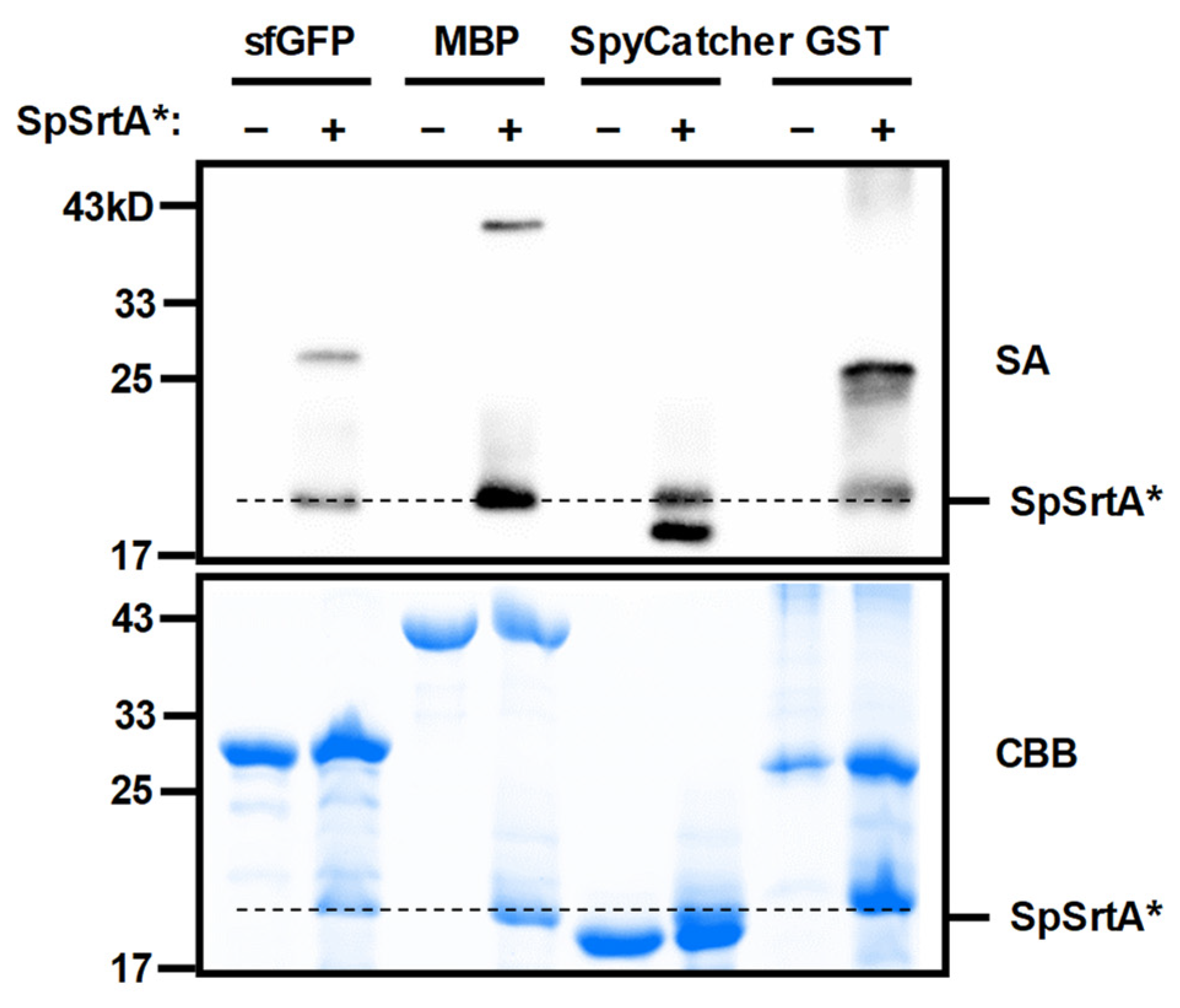 Microorganisms 12 00179 g003