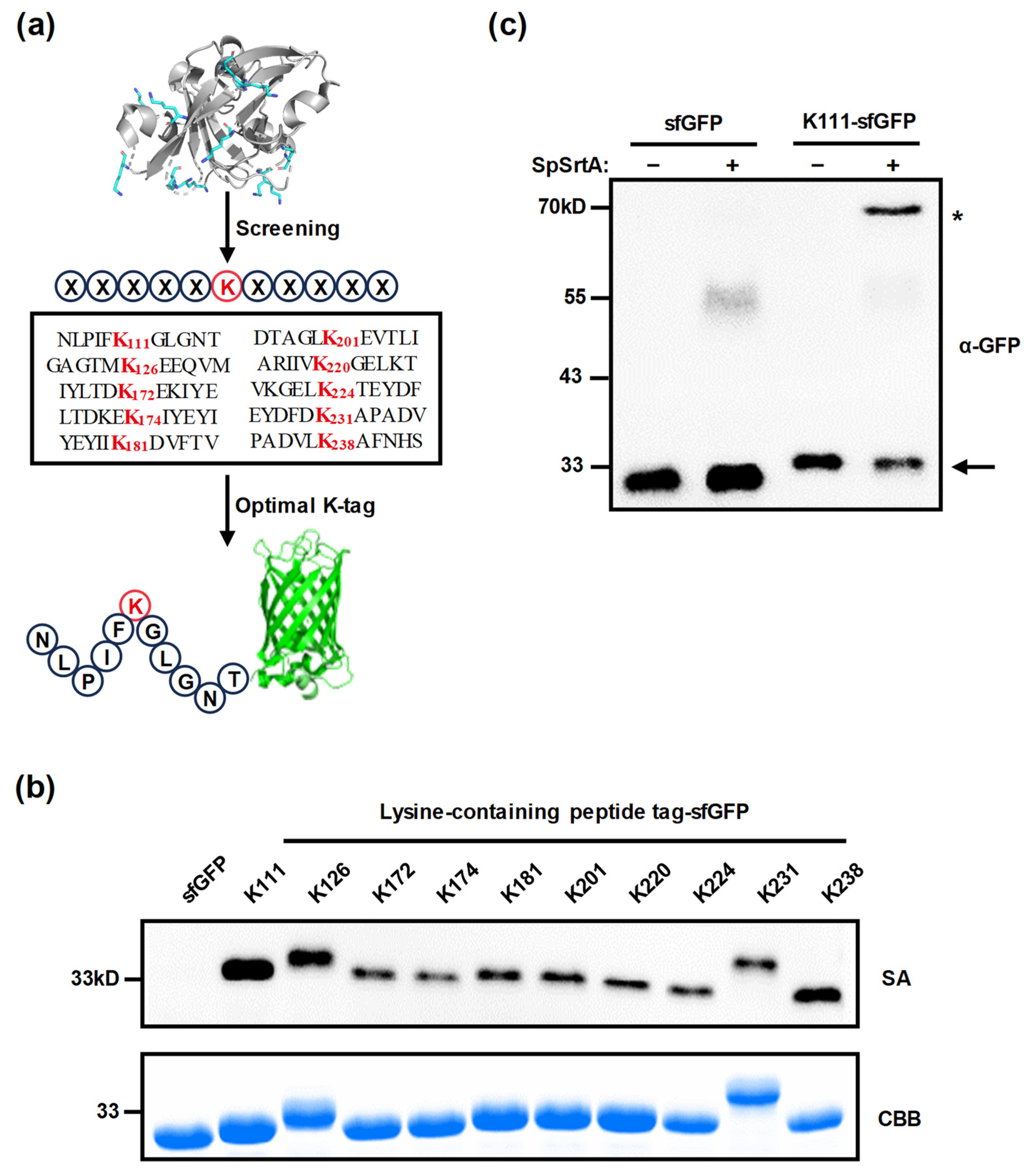 Microorganisms 12 00179 g004