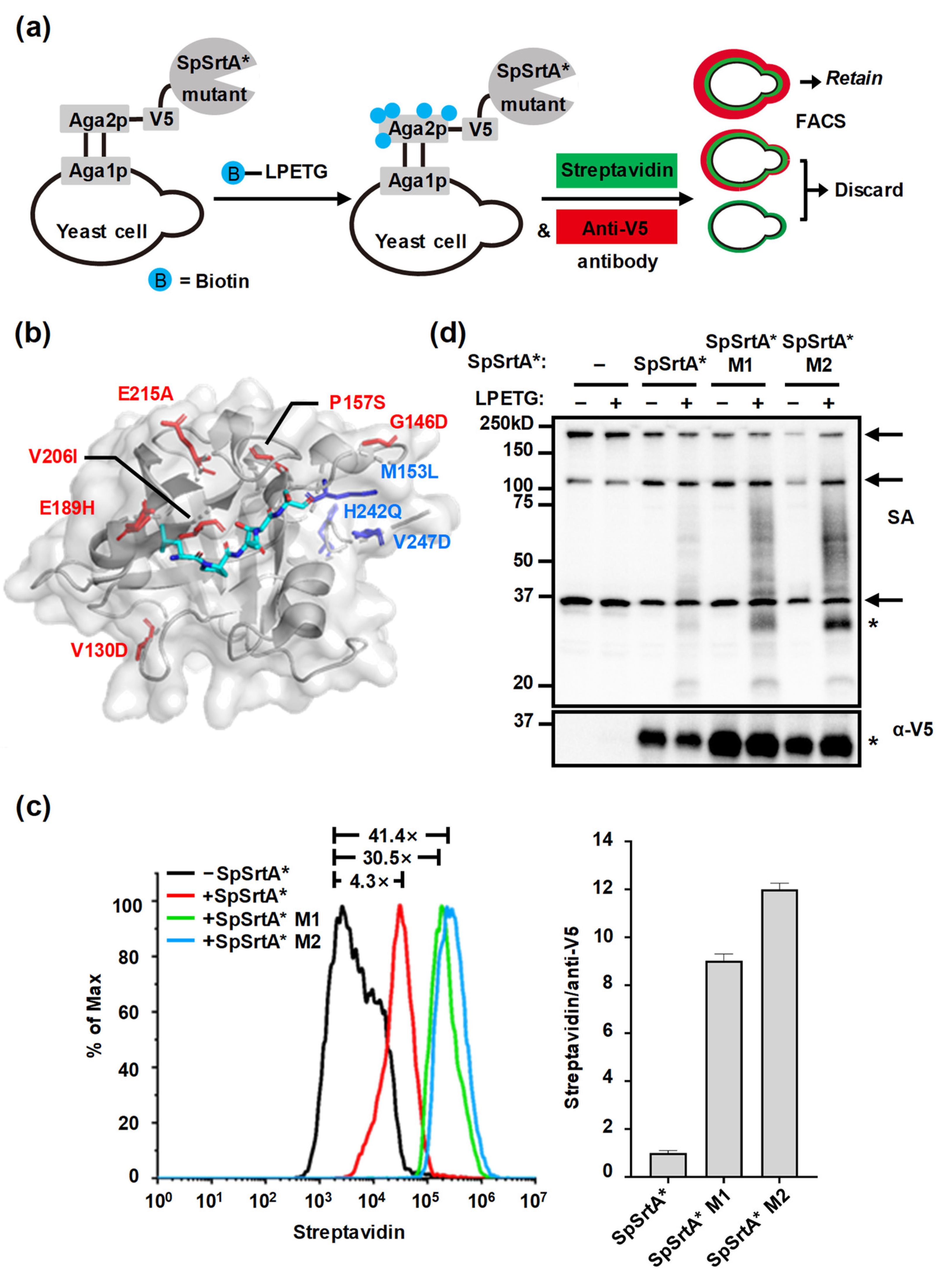 Microorganisms 12 00179 g006