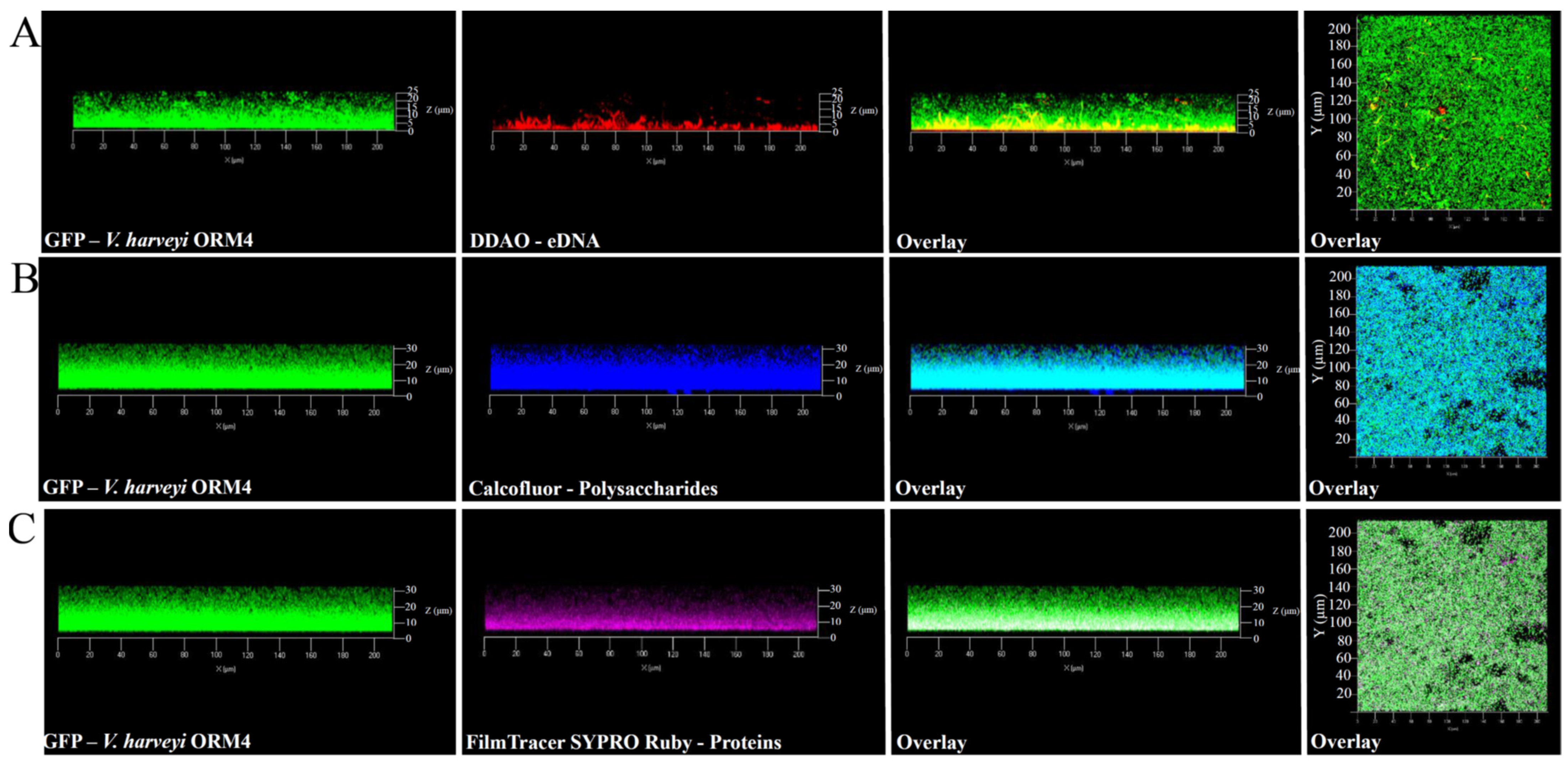 Microorganisms 12 00186 g002