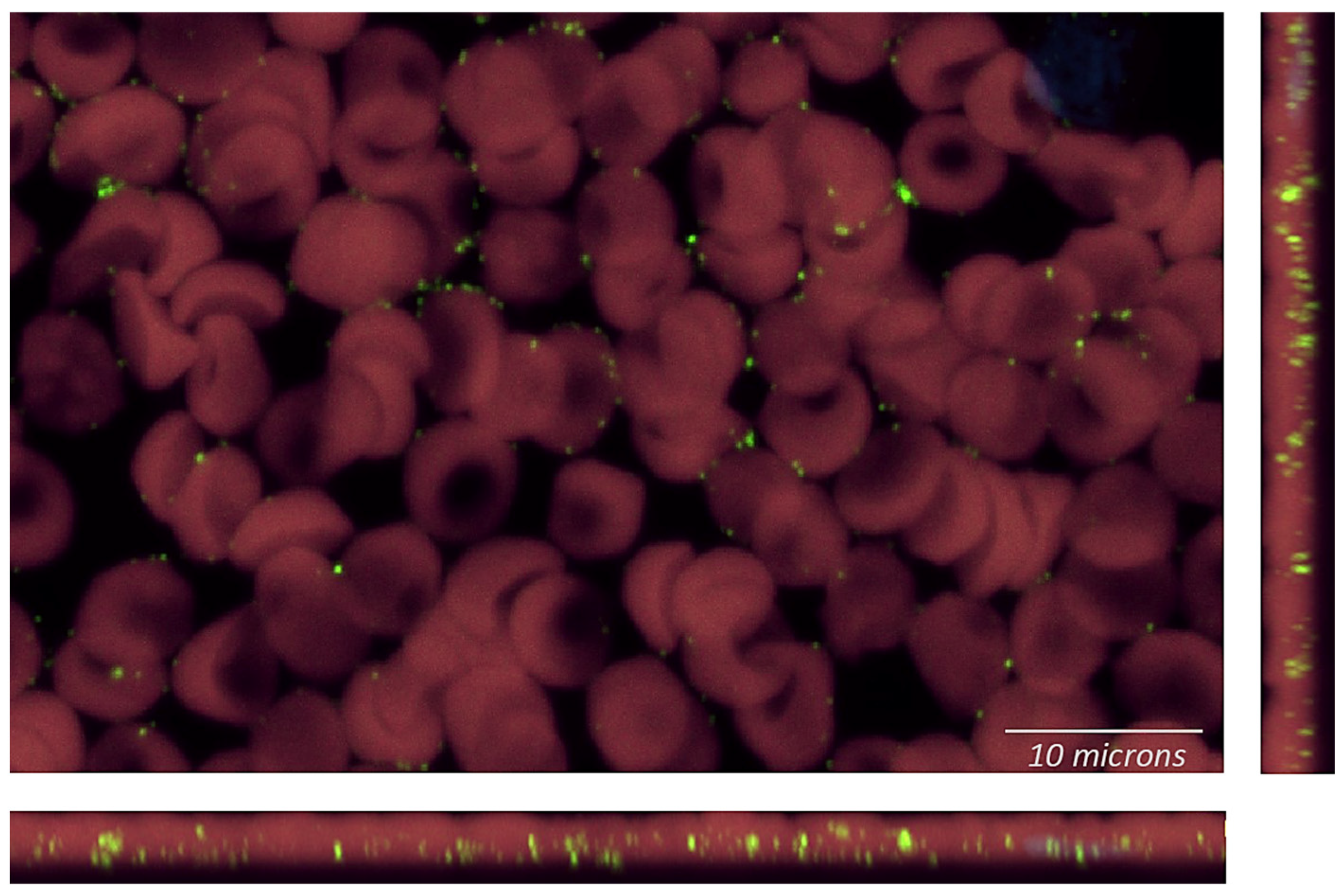 Microorganisms 12 00209 g003
