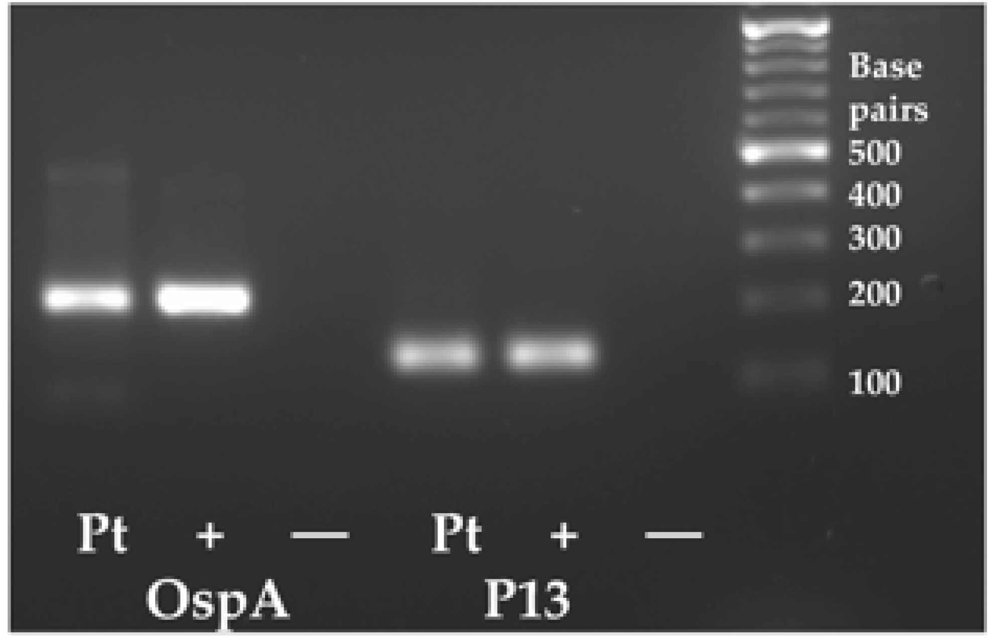 Microorganisms 12 00209 g005