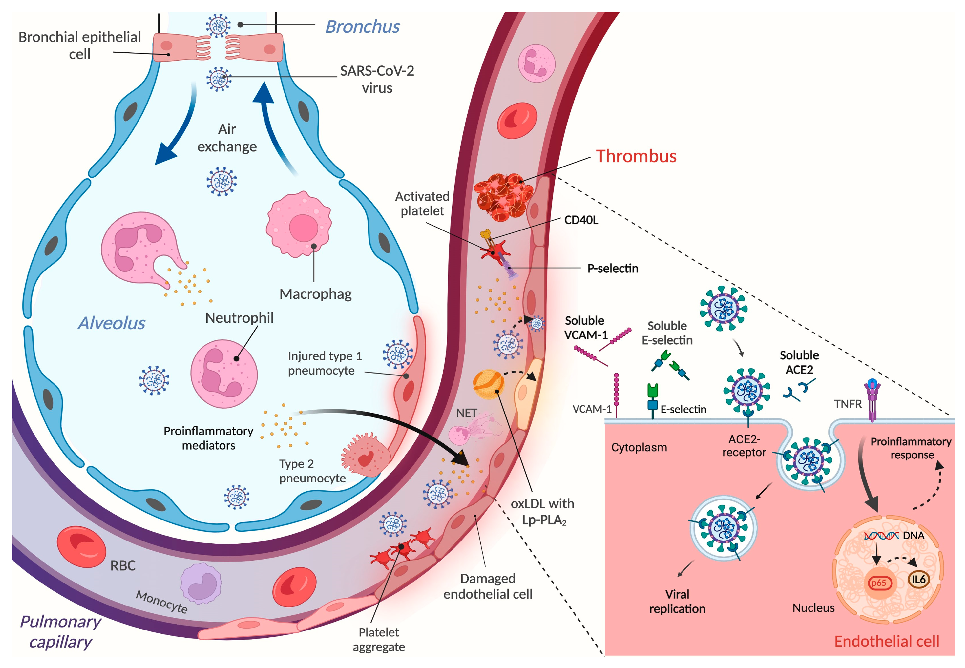 Microorganisms 12 00229 g003