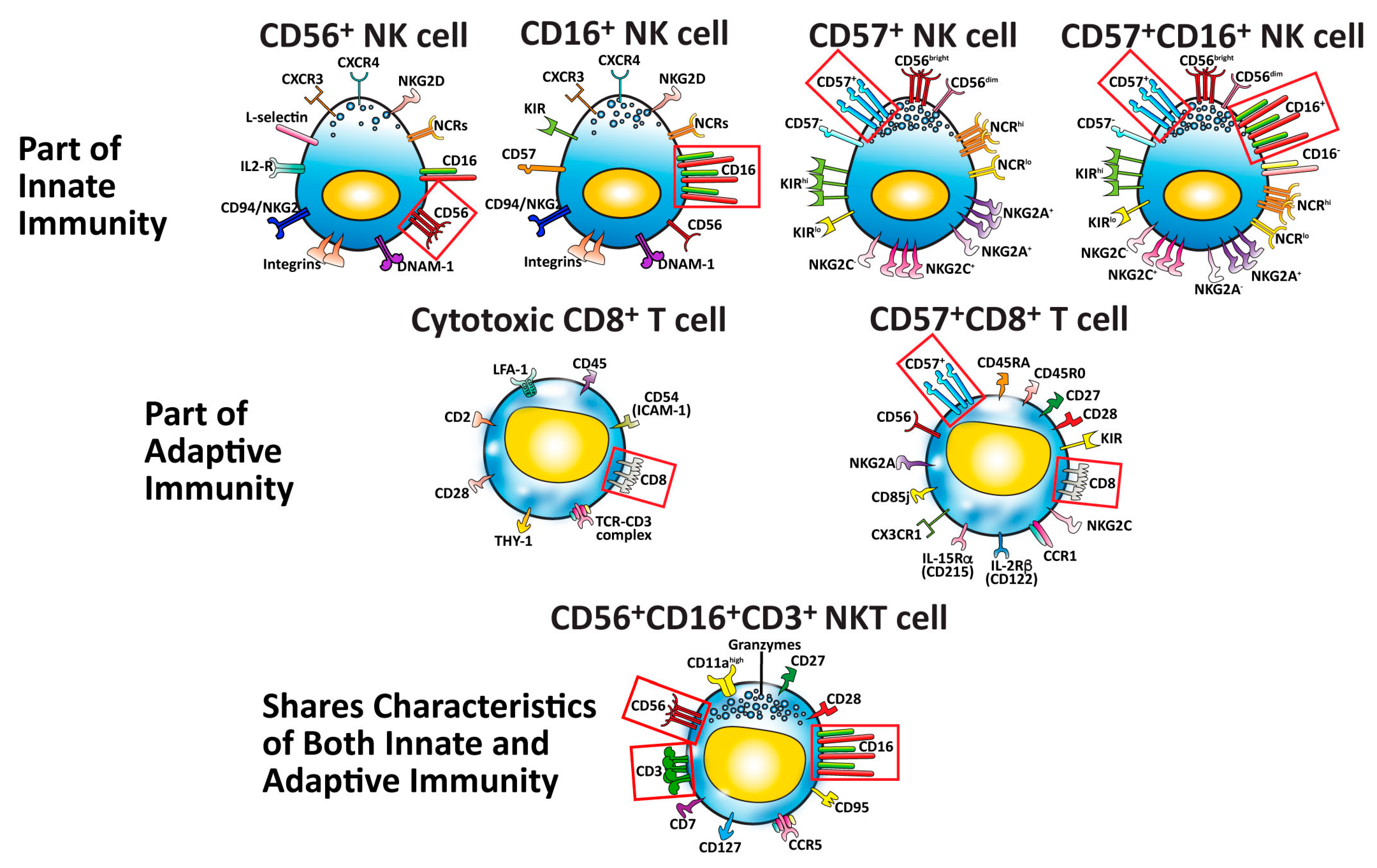 Microorganisms 12 00230 g002