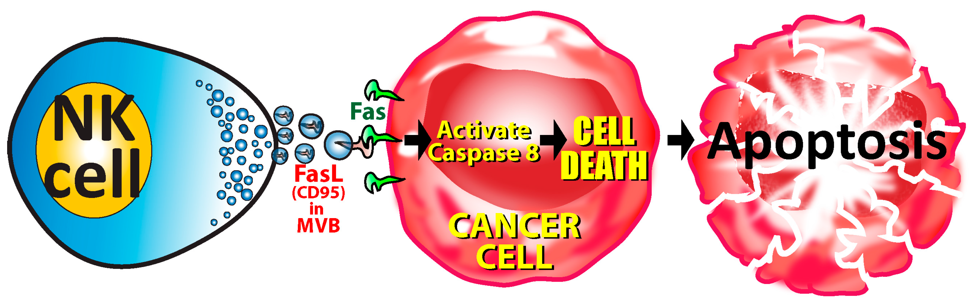Microorganisms 12 00230 g007