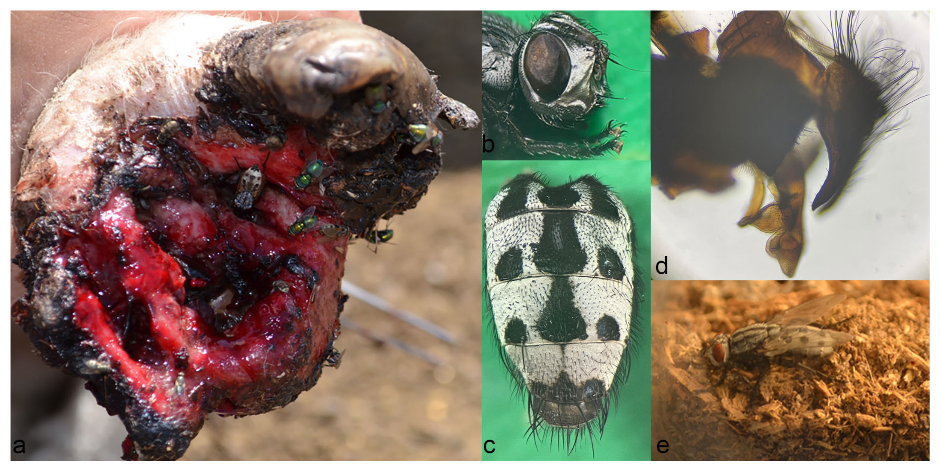 Microorganisms 12 00233 g002 Microorganisms 12 00233 g002