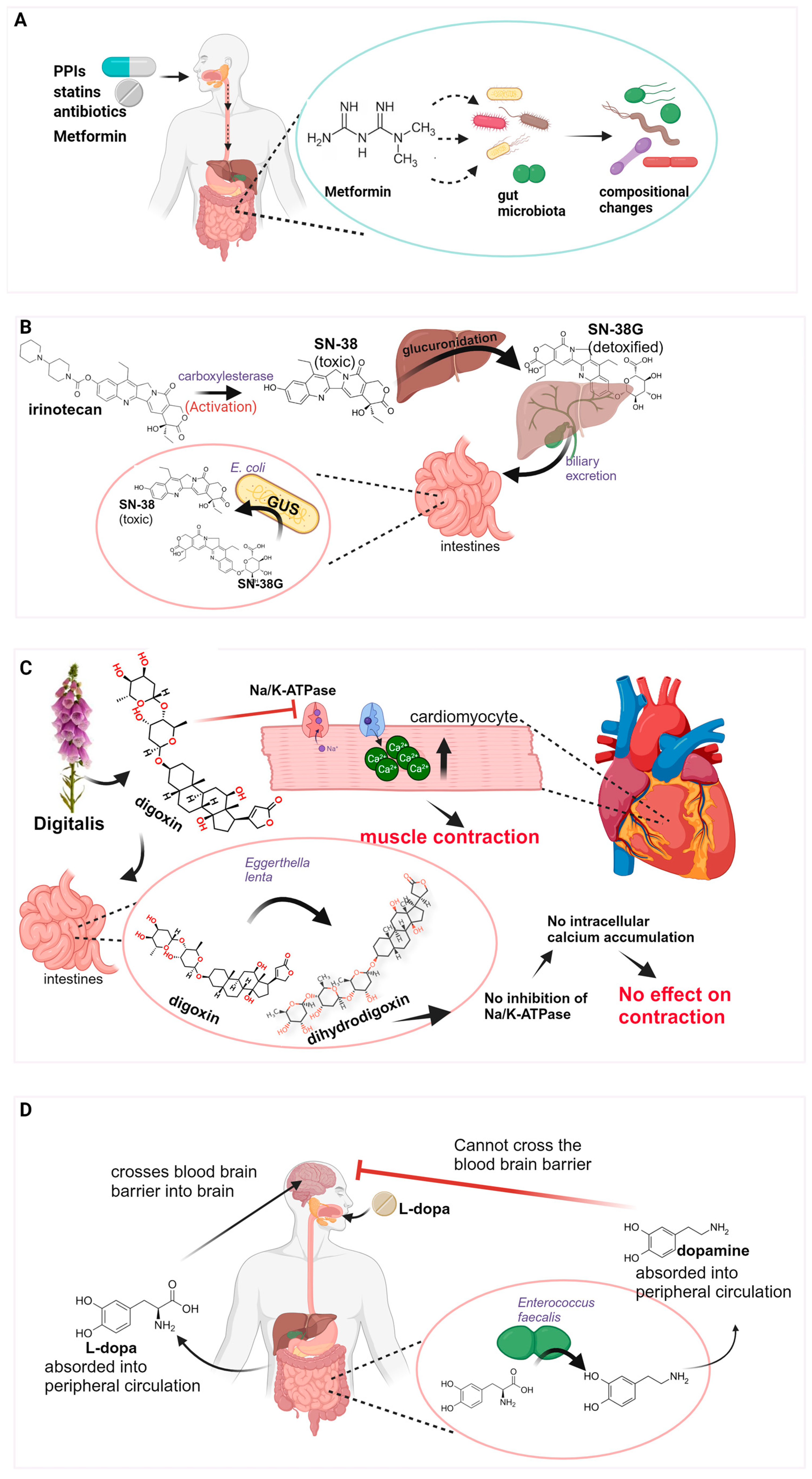 Microorganisms 12 00242 g002