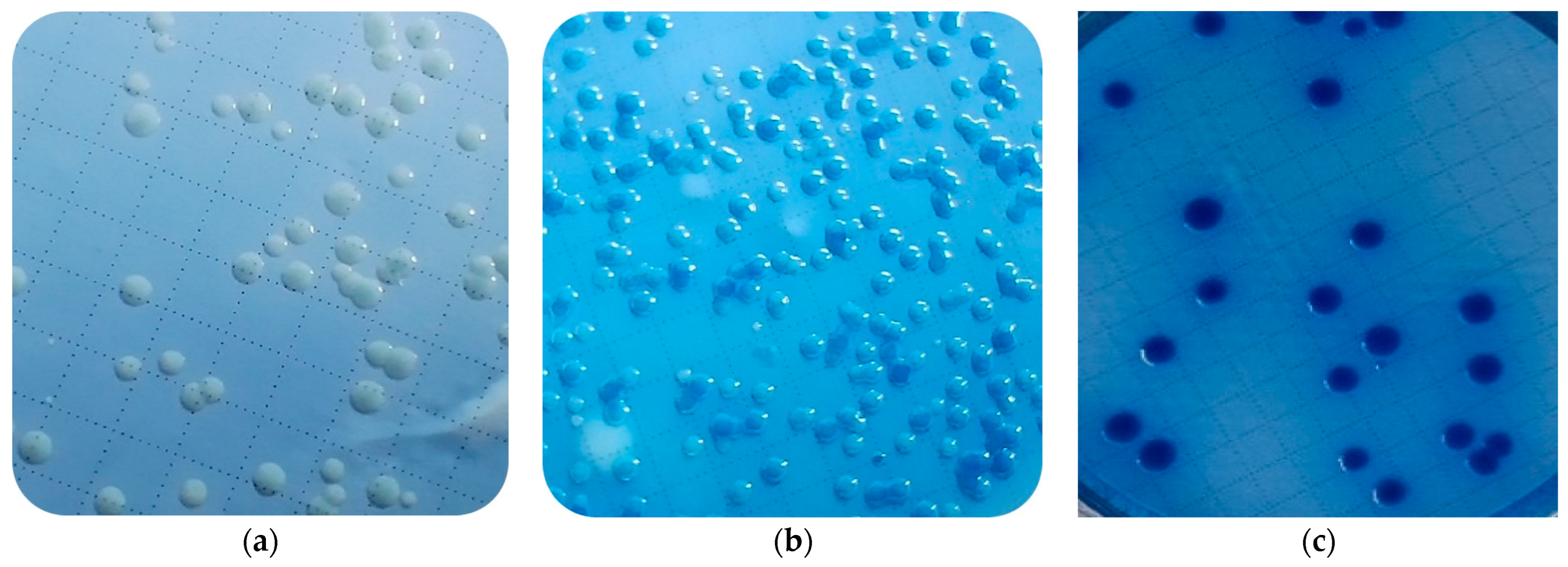 Microorganisms 12 00243 g001