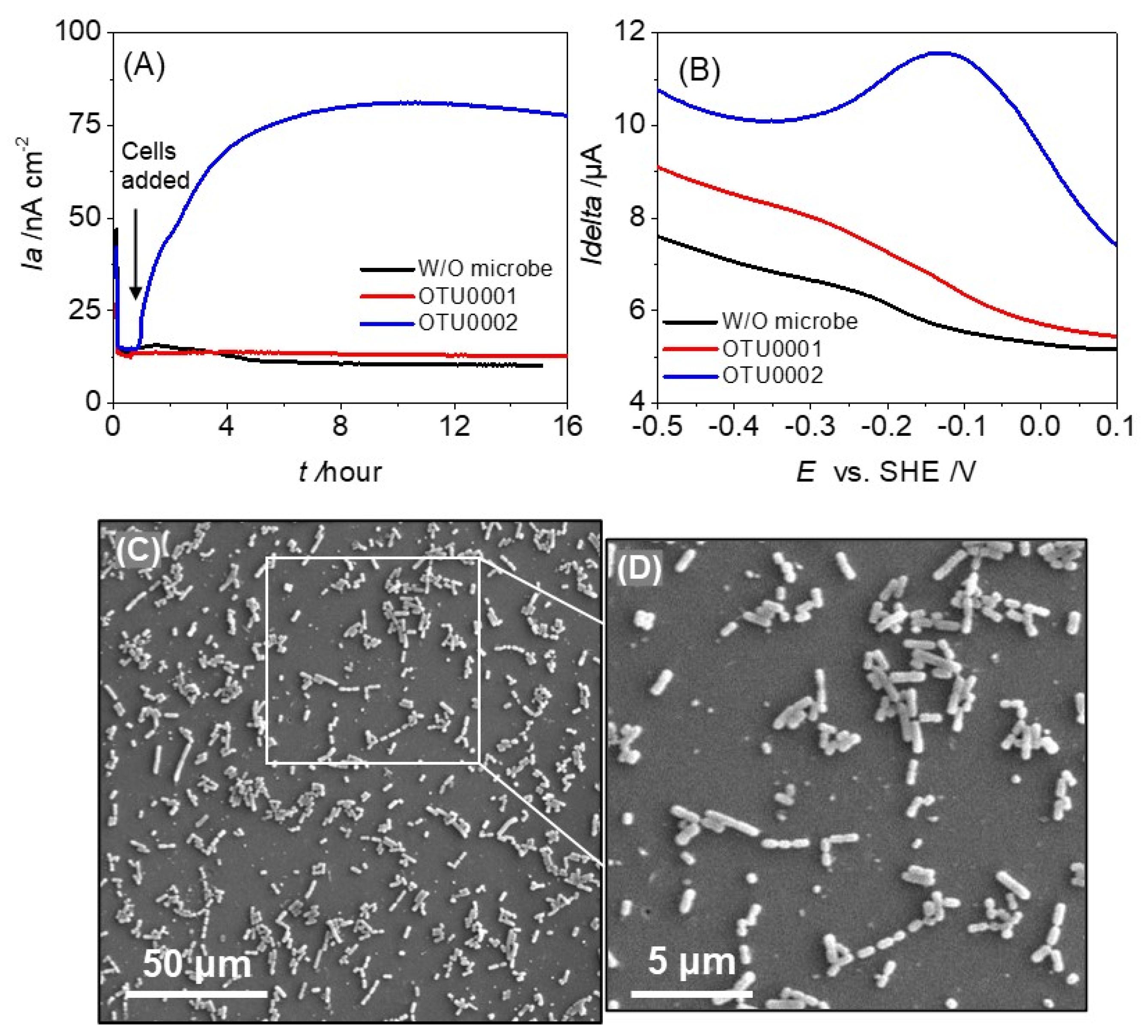 Microorganisms 12 00257 g001