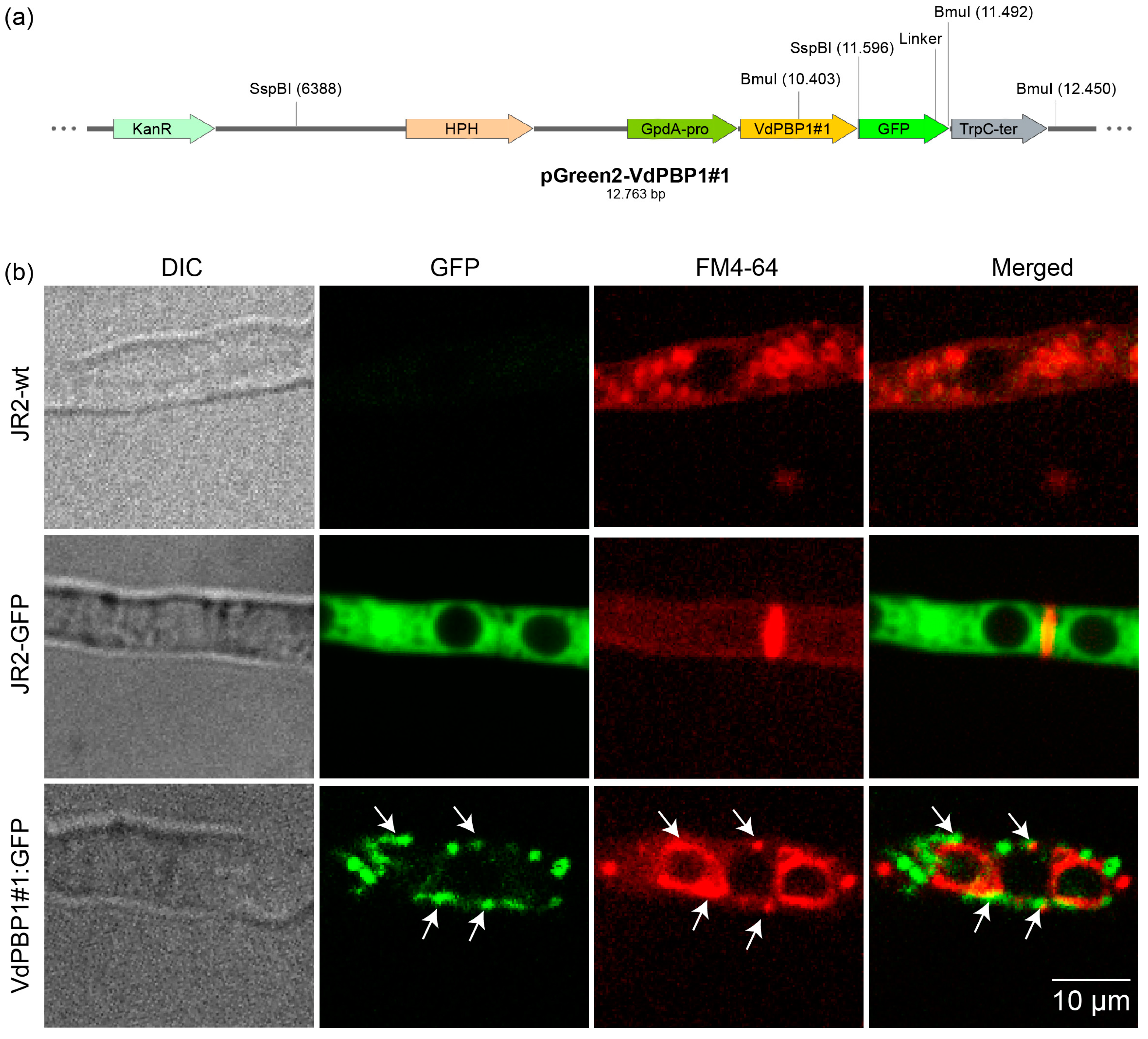 Microorganisms 12 00265 g002 Microorganisms 12 00265 g002