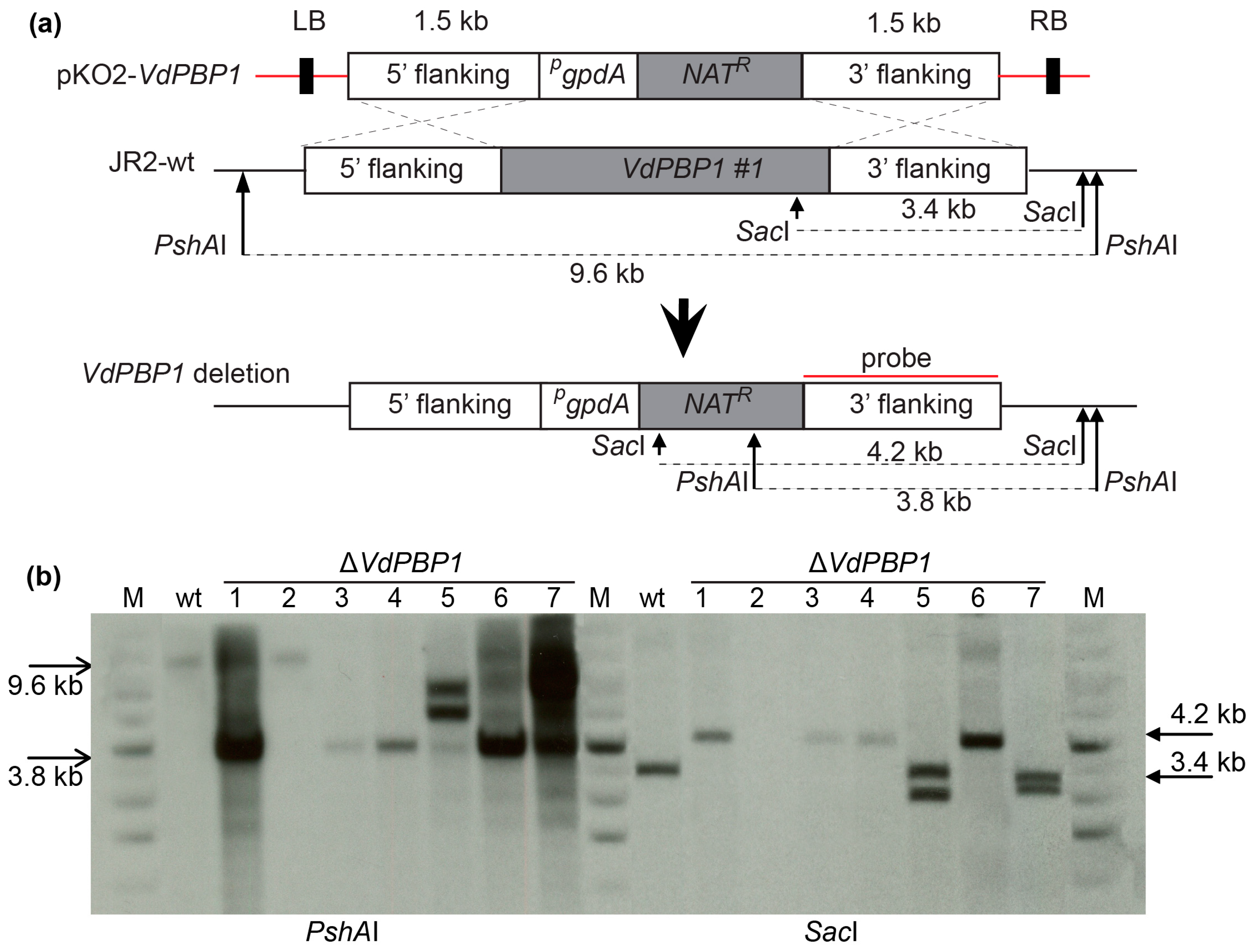 Microorganisms 12 00265 g003 Microorganisms 12 00265 g003