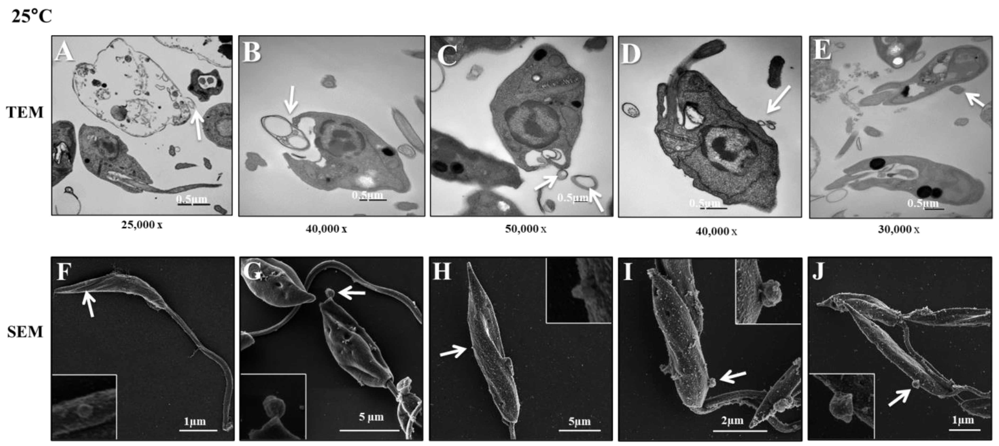 Microorganisms 12 00270 g001