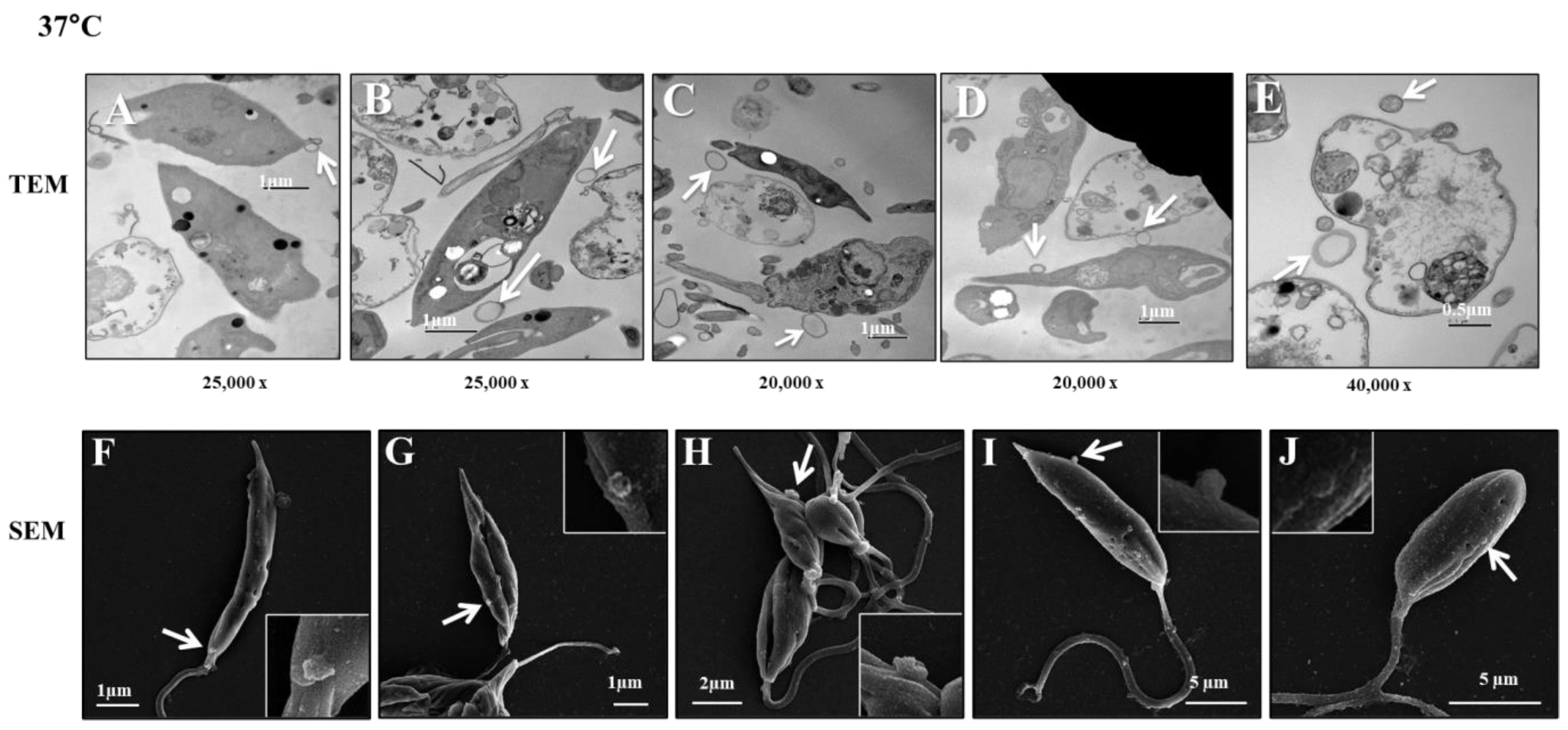 Microorganisms 12 00270 g002