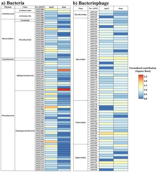 Ecological Interaction between Bacteriophages and Bacteria in Sub