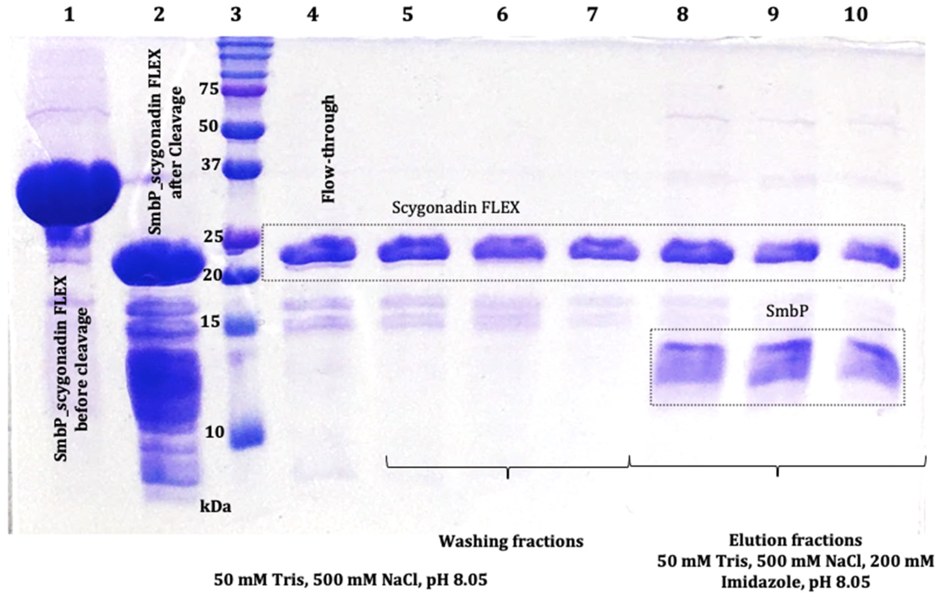 Microorganisms 12 00278 g009