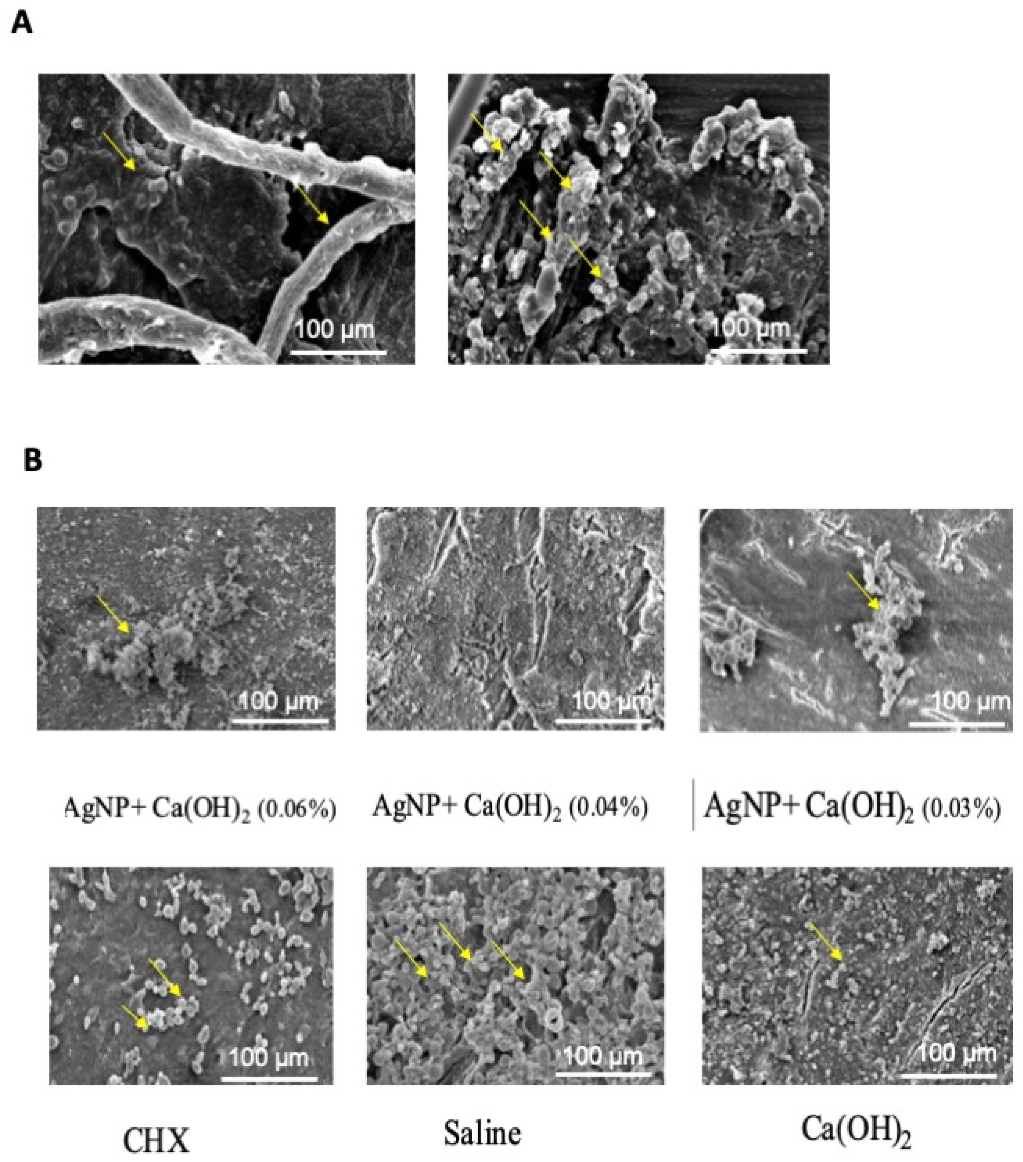 Microorganisms 12 00289 g003