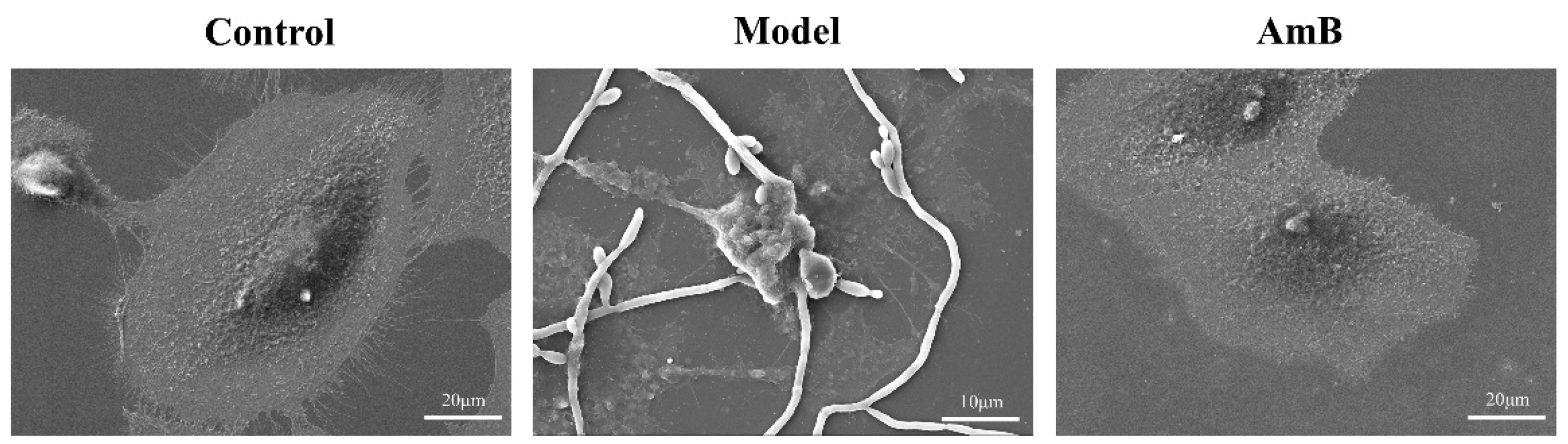 Microorganisms 12 00292 g004