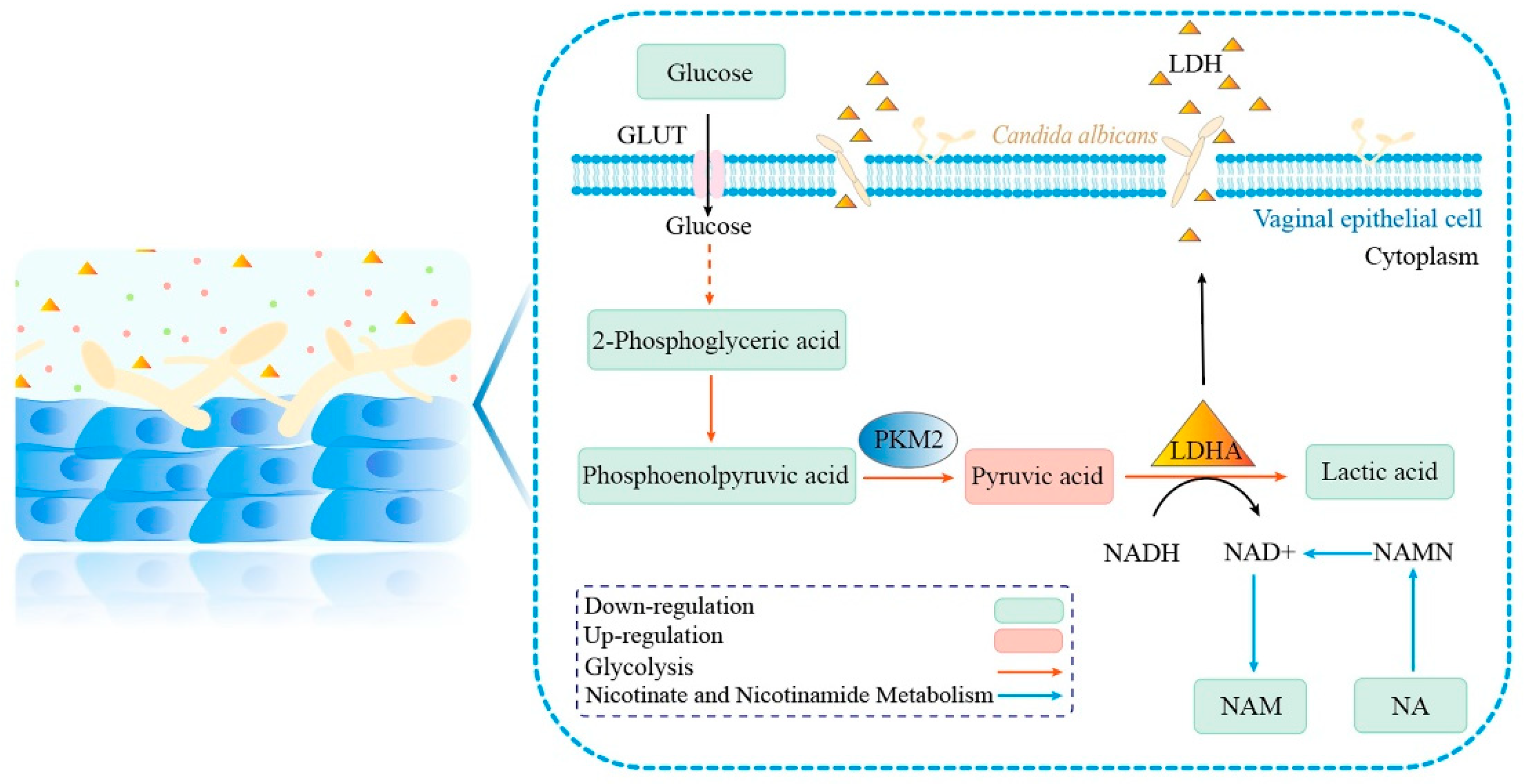 Microorganisms 12 00292 g008