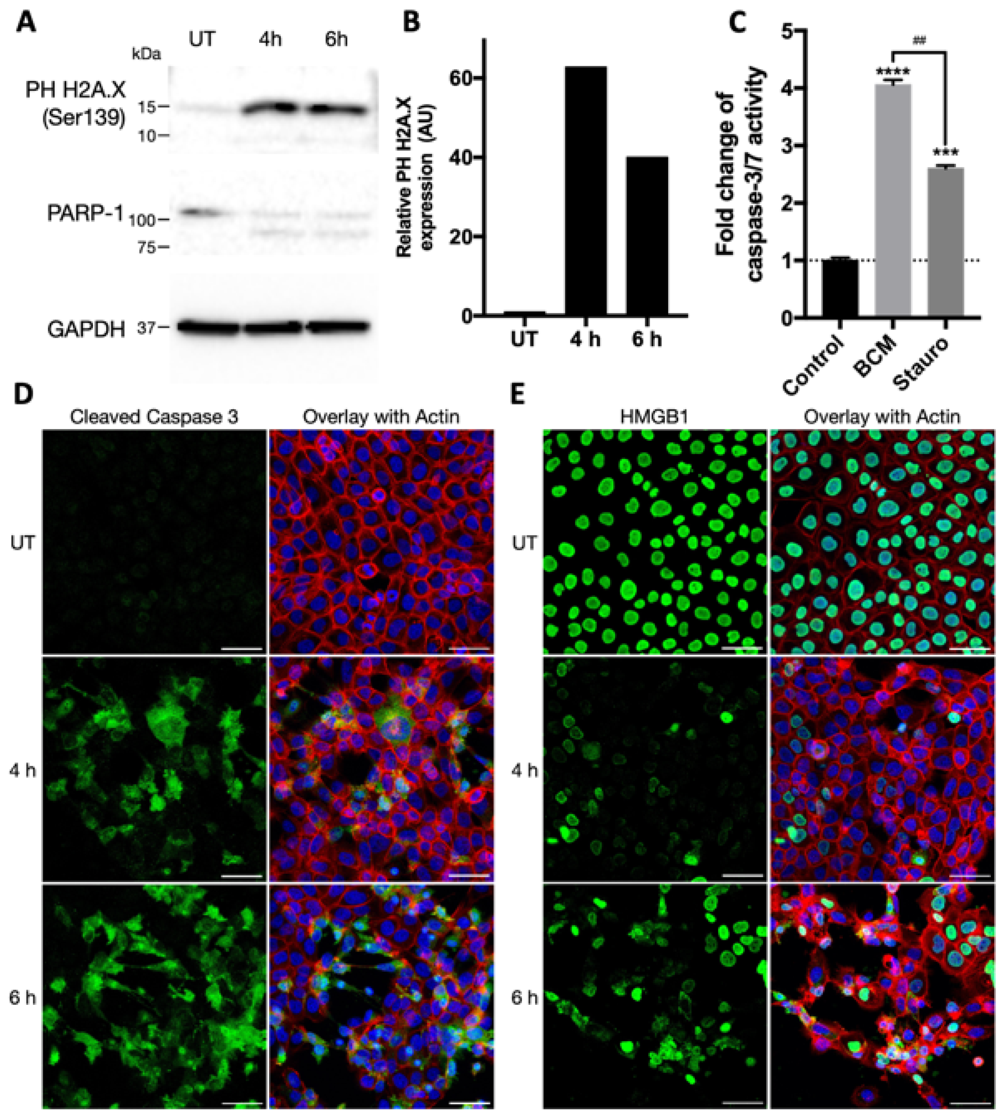 Microorganisms 12 00293 g003