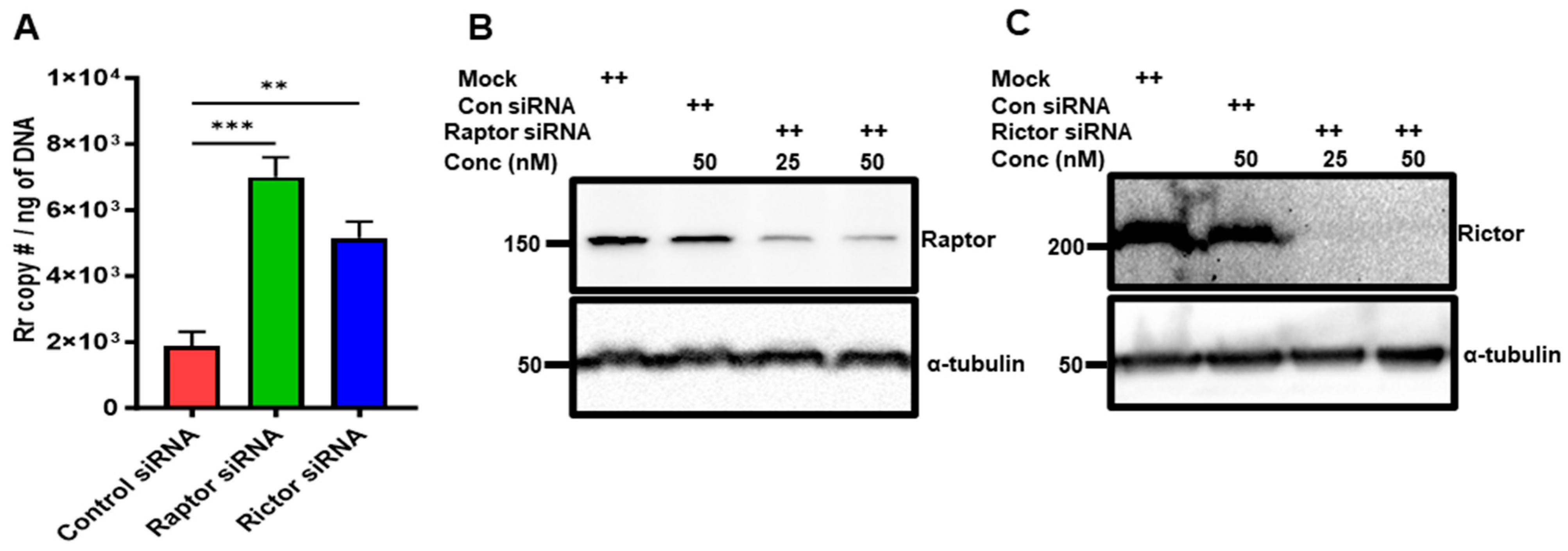 Microorganisms 12 00296 g006
