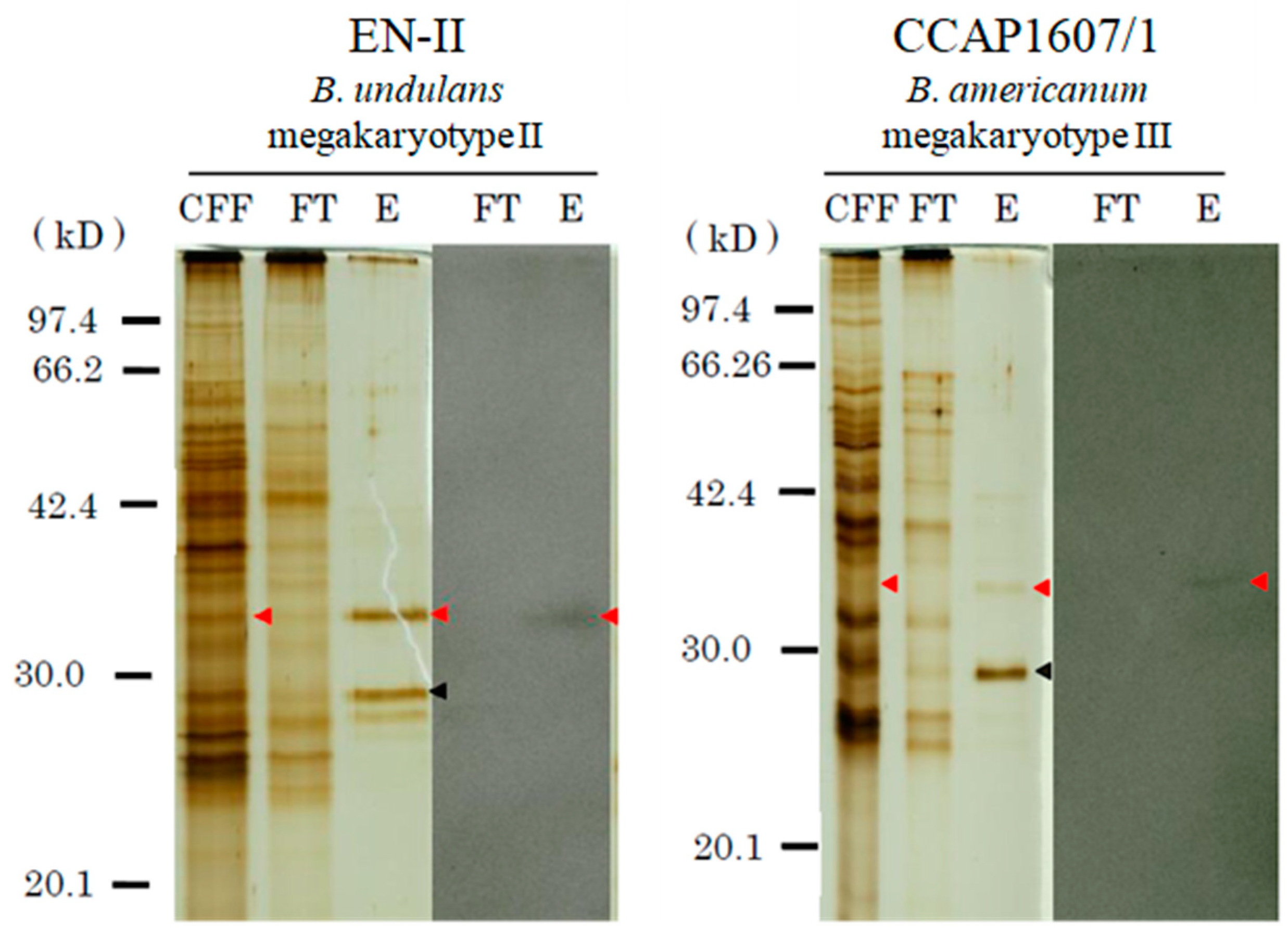Microorganisms 12 00299 g002
