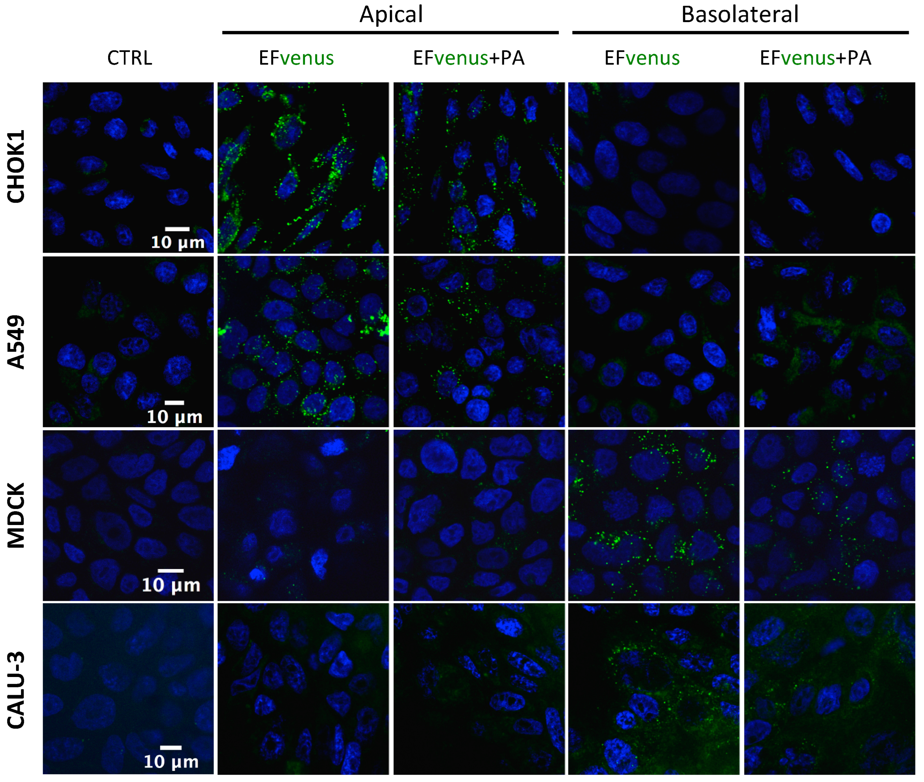 Microorganisms 12 00308 g004 Microorganisms 12 00308 g004