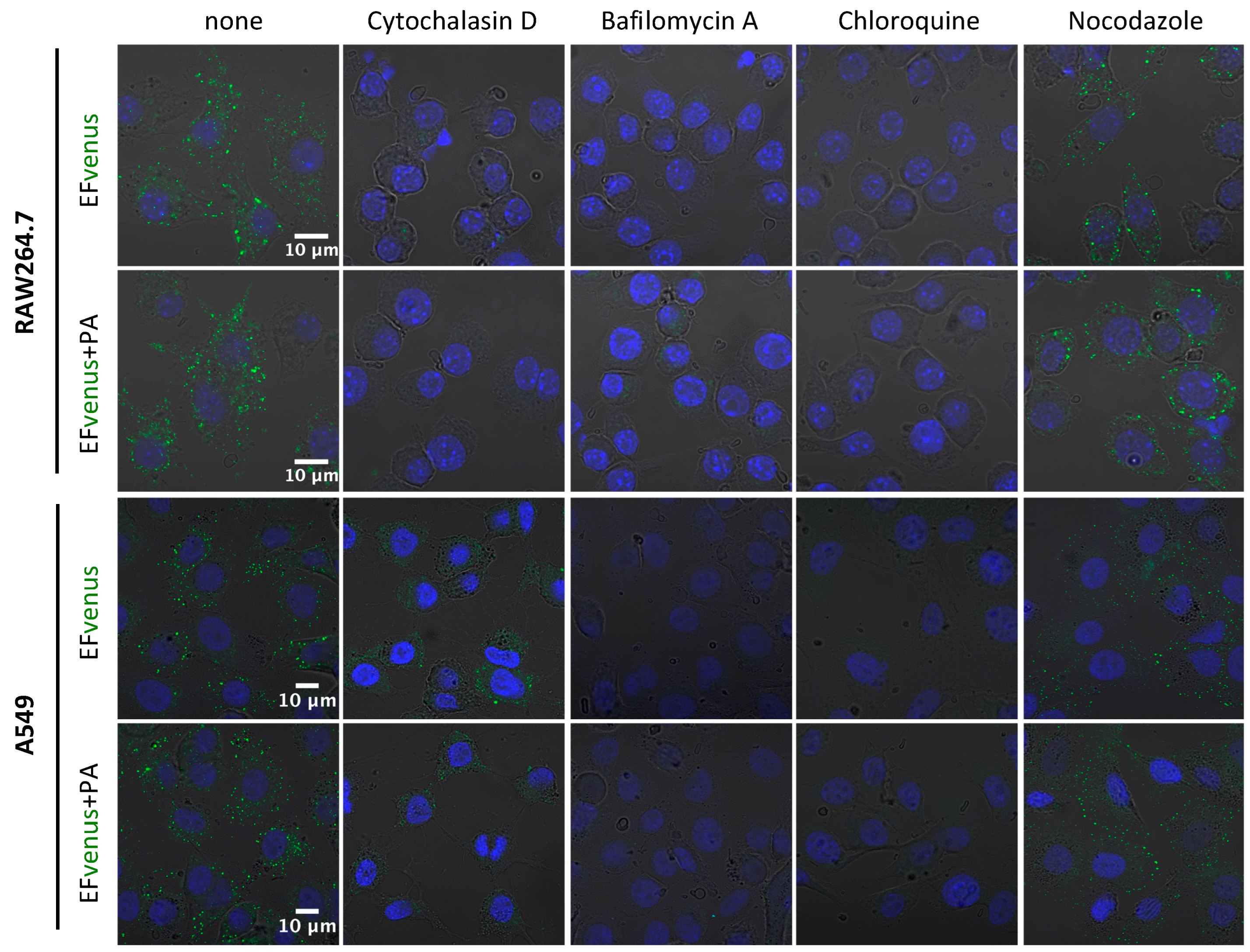 Microorganisms 12 00308 g007 Microorganisms 12 00308 g007