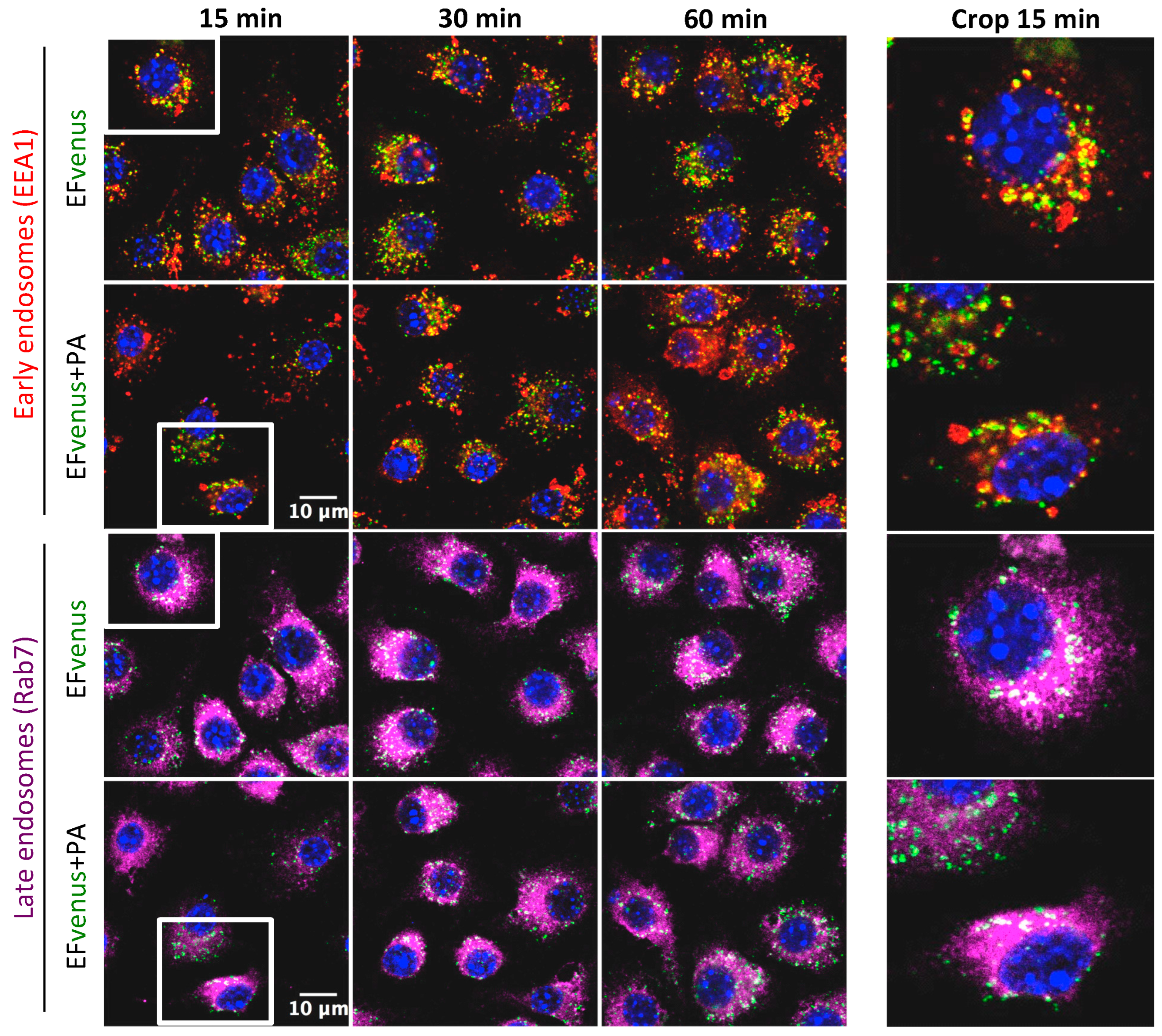 Microorganisms 12 00308 g008 Microorganisms 12 00308 g008
