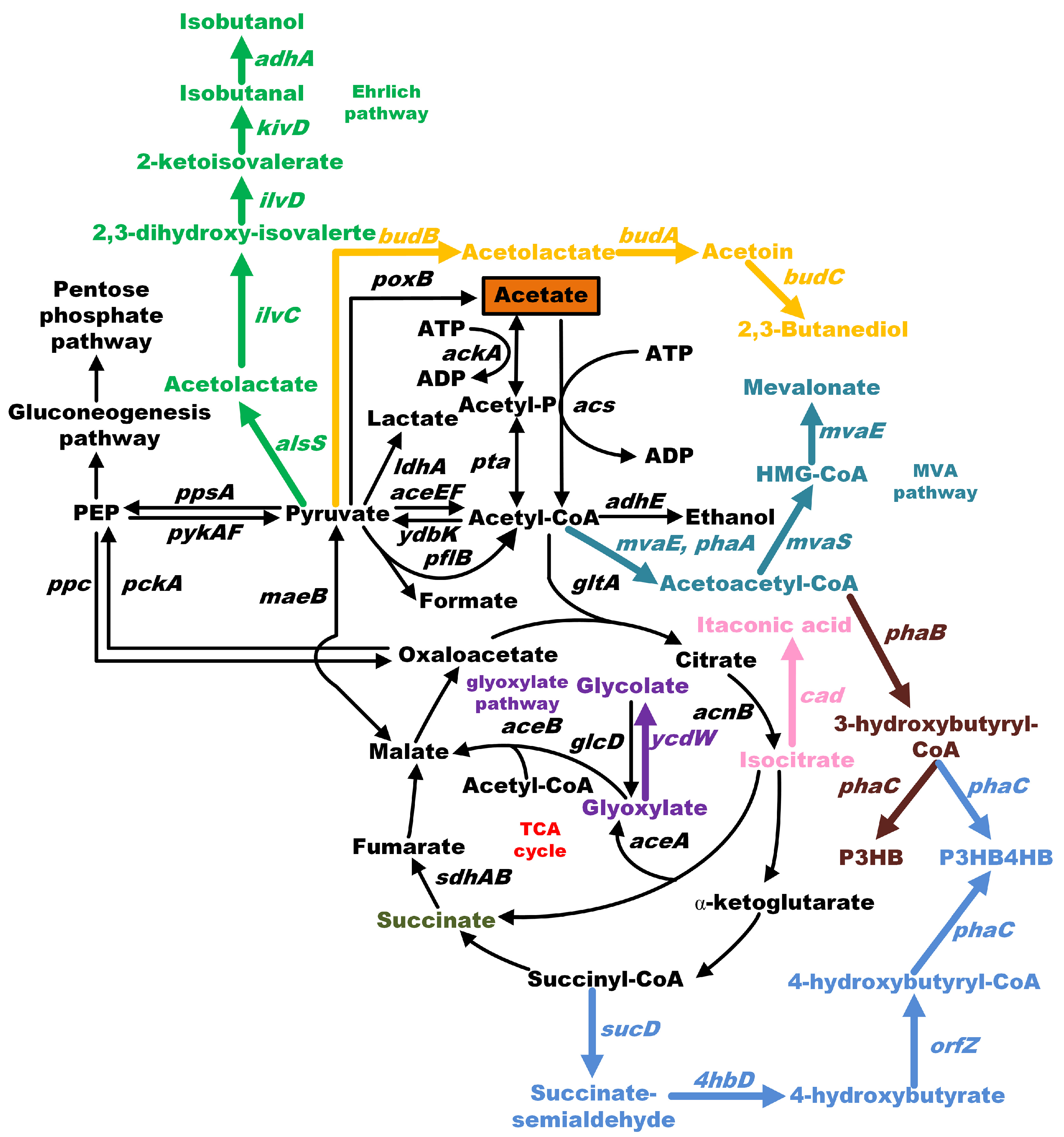Microorganisms 12 00309 g001