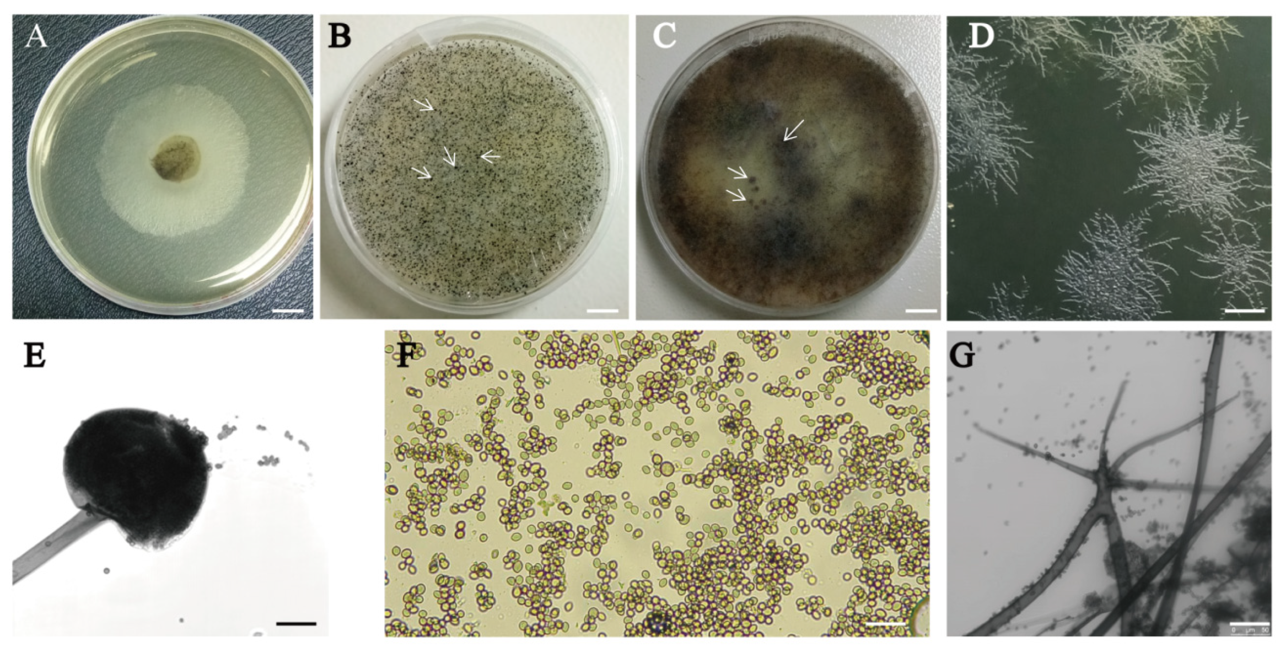 Microorganisms 12 00313 g002 Microorganisms 12 00313 g002