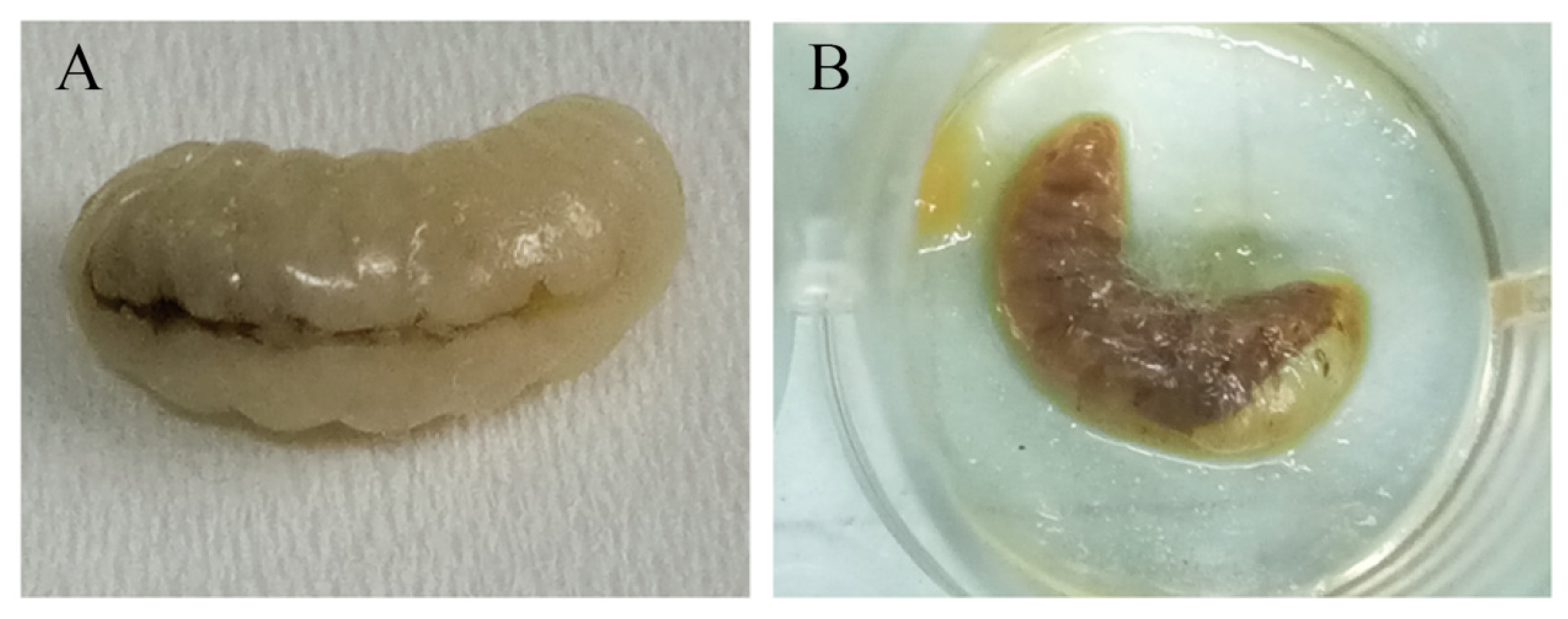 Microorganisms 12 00313 g005 Microorganisms 12 00313 g005