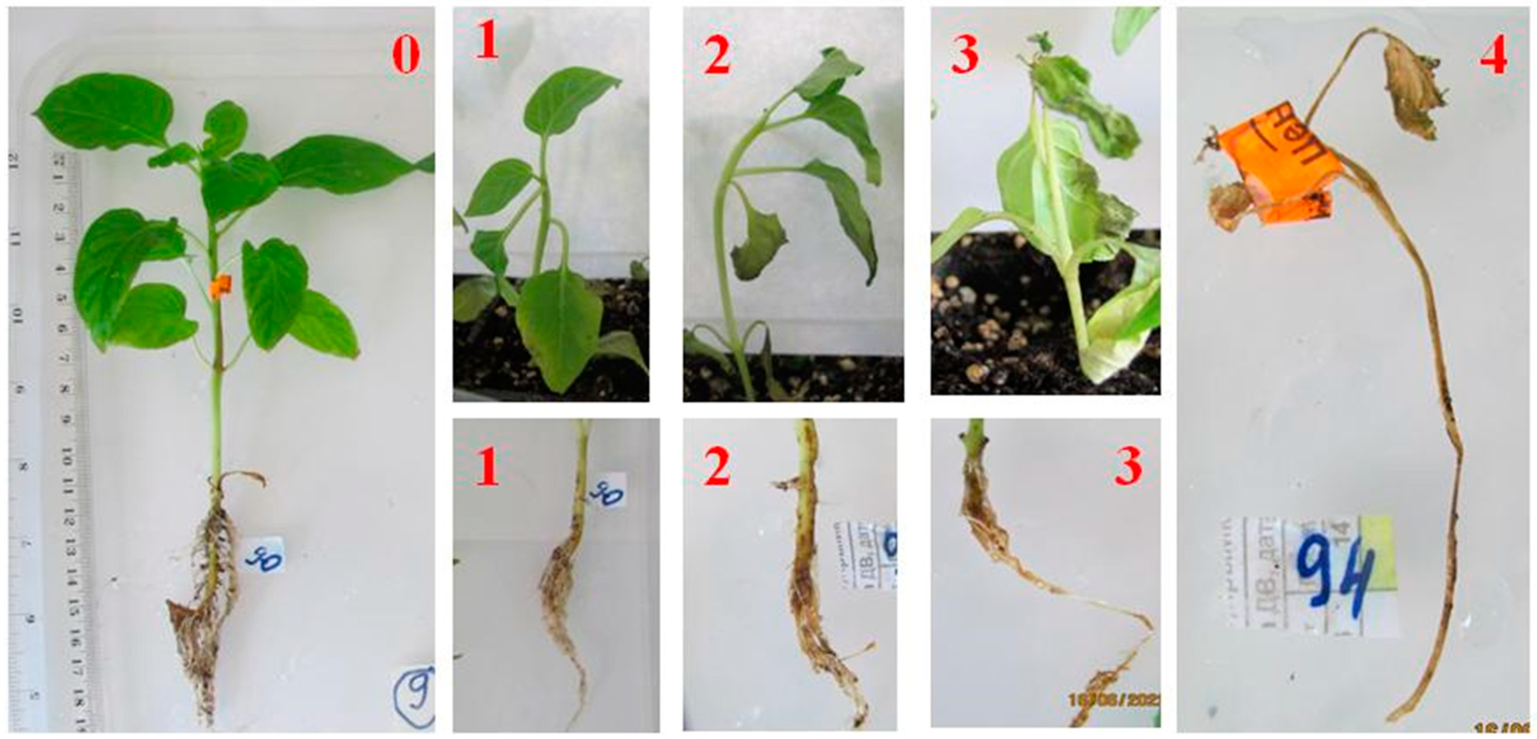 Microorganisms 12 00343 g001 Microorganisms 12 00343 g001