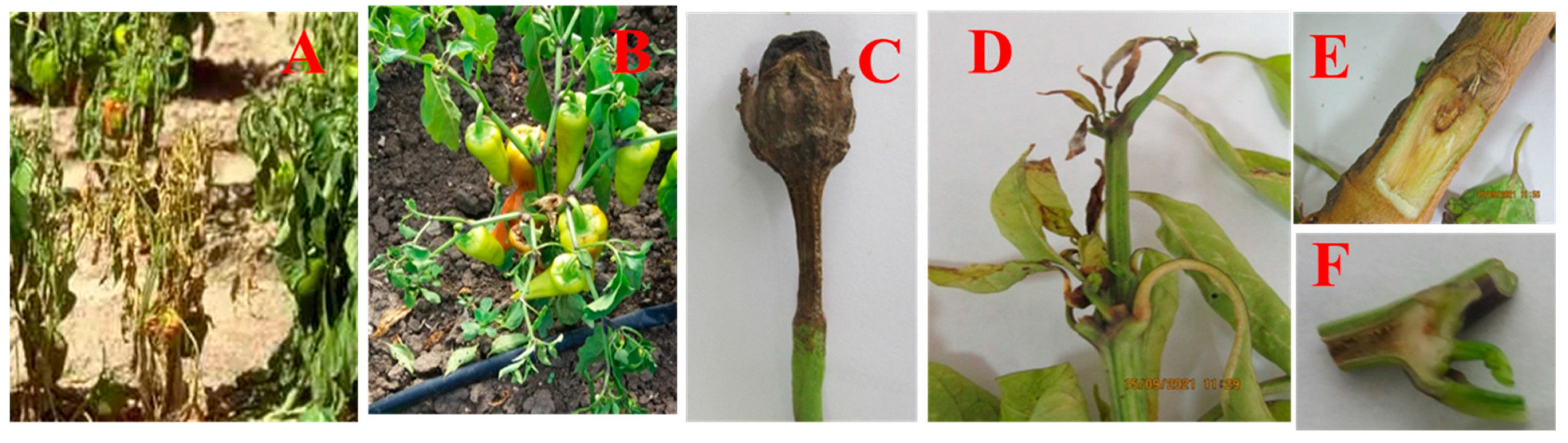 Microorganisms 12 00343 g002 Microorganisms 12 00343 g002
