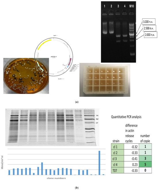 Komagataella phaffii as a Platform for Heterologous