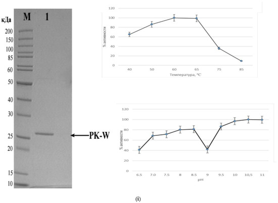 Komagataella phaffii as a Platform for Heterologous