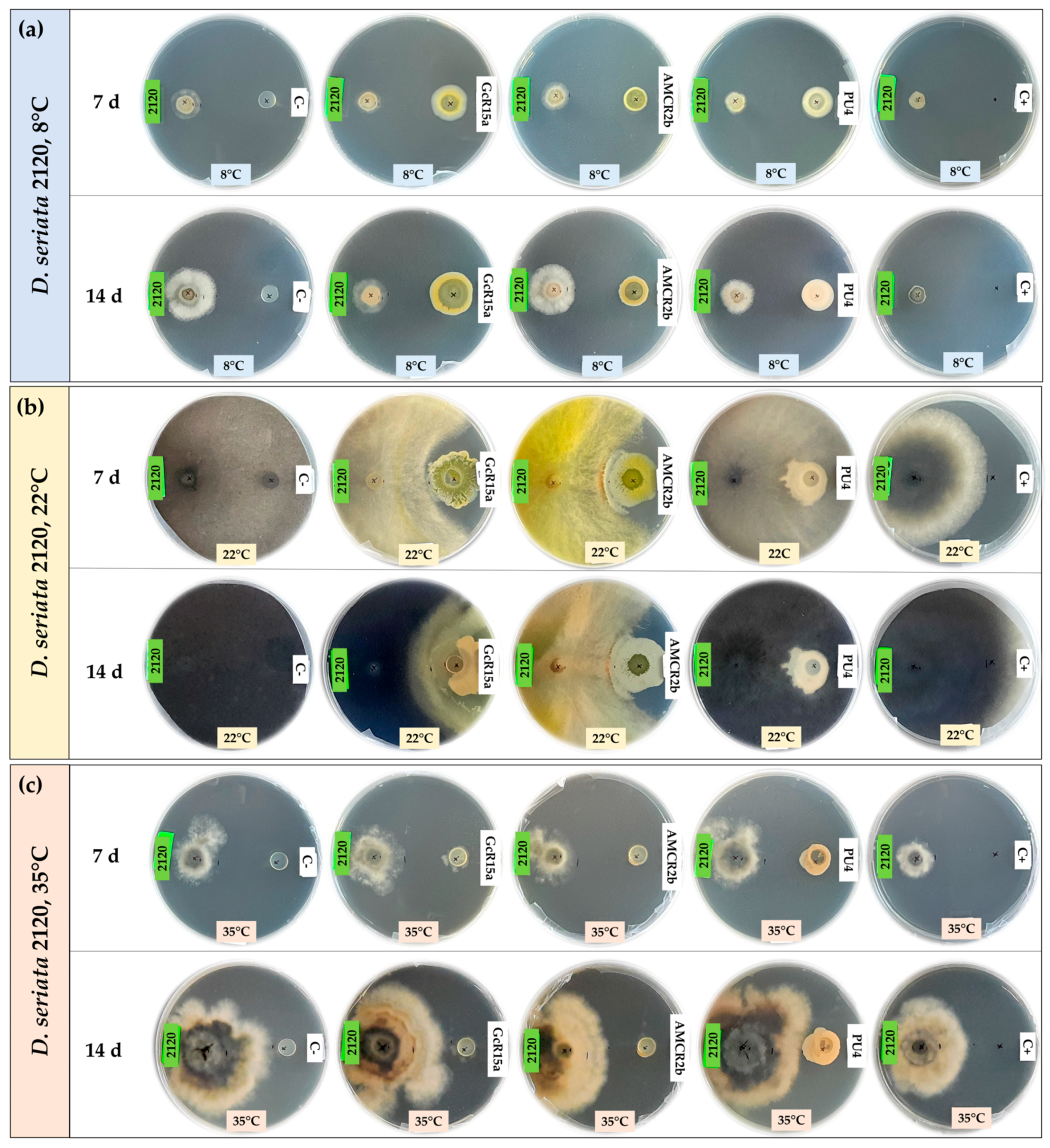 Microorganisms 12 00350 g001