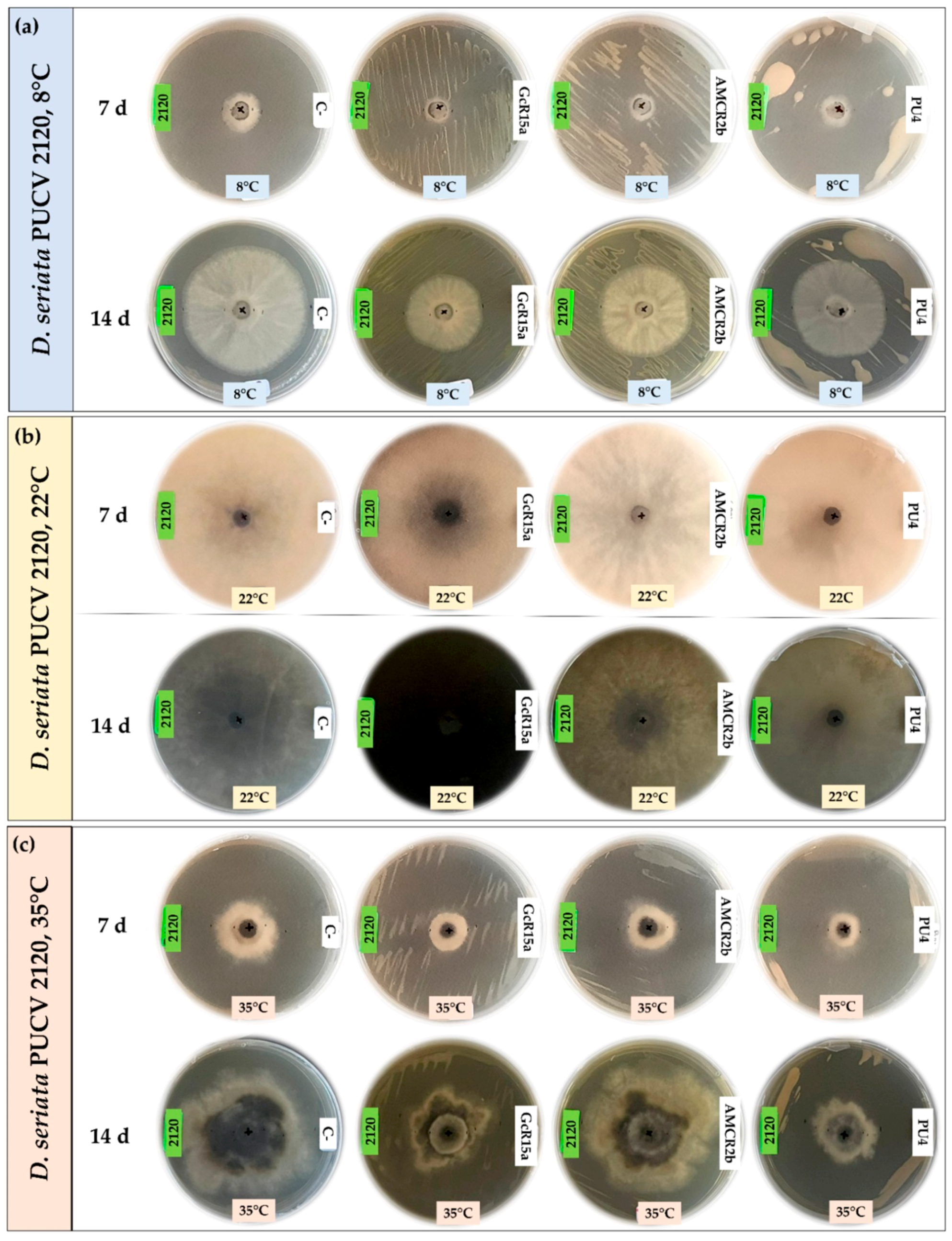 Microorganisms 12 00350 g005