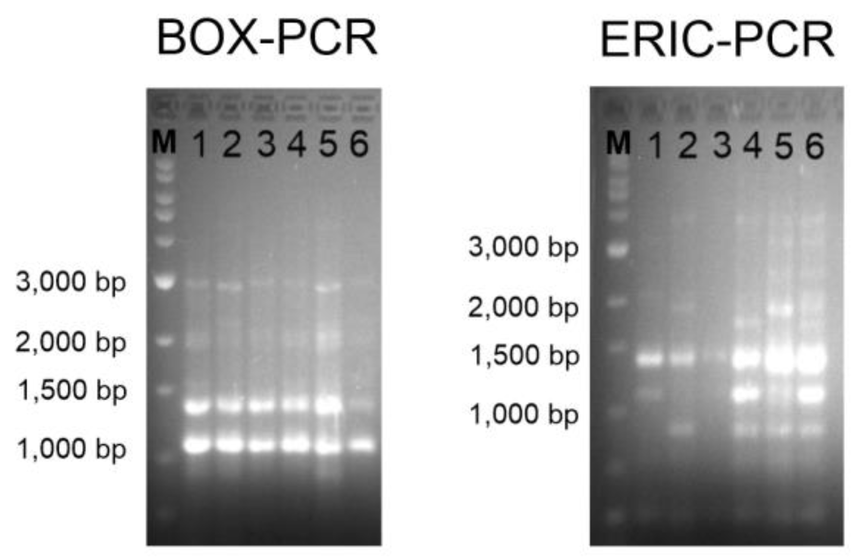 Microorganisms 12 00375 g002 Microorganisms 12 00375 g002
