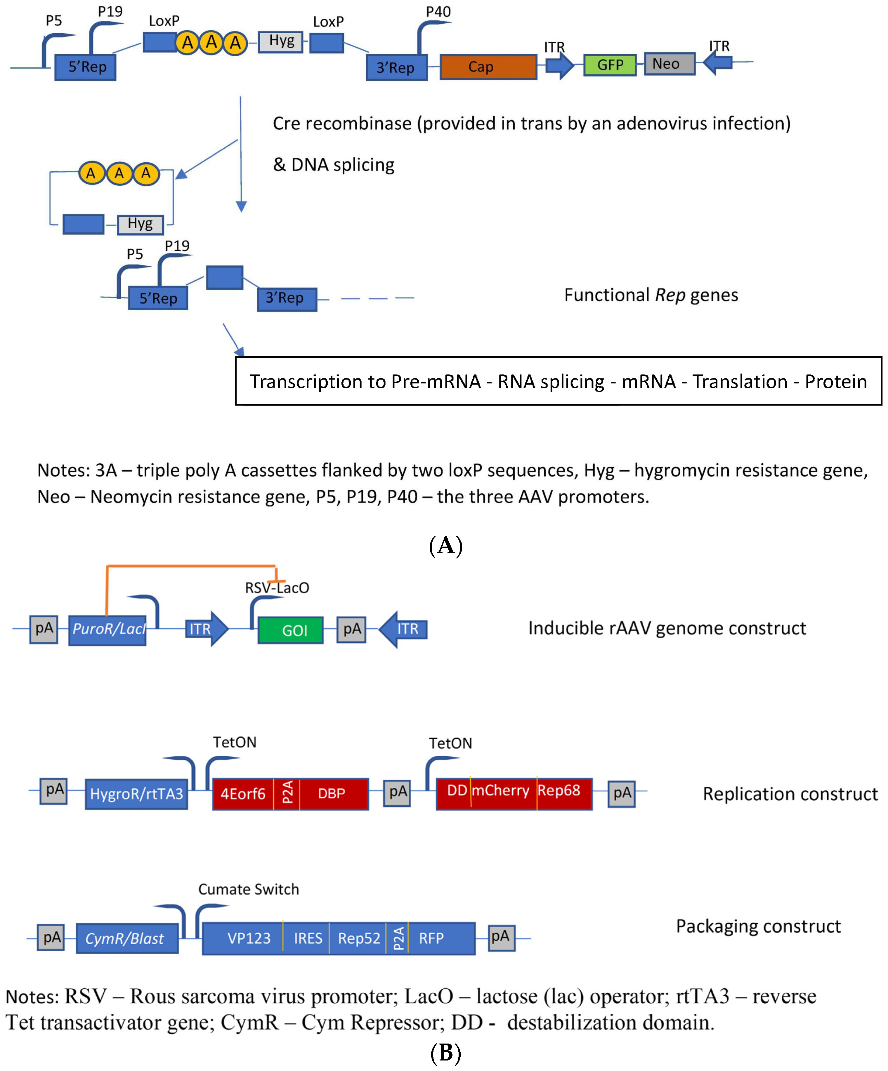 Microorganisms 12 00384 g004 Microorganisms 12 00384 g004