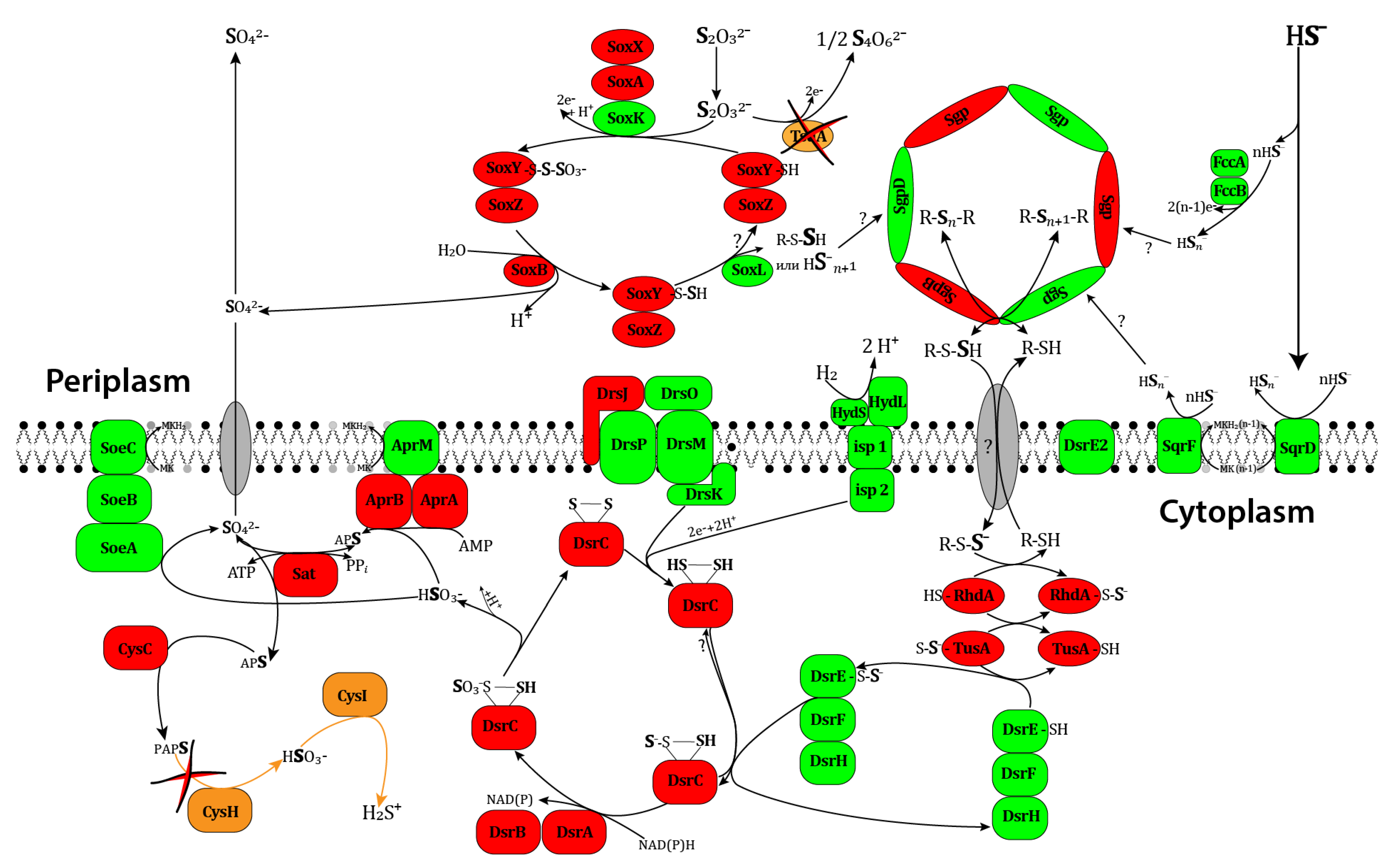 Microorganisms 12 00391 g003