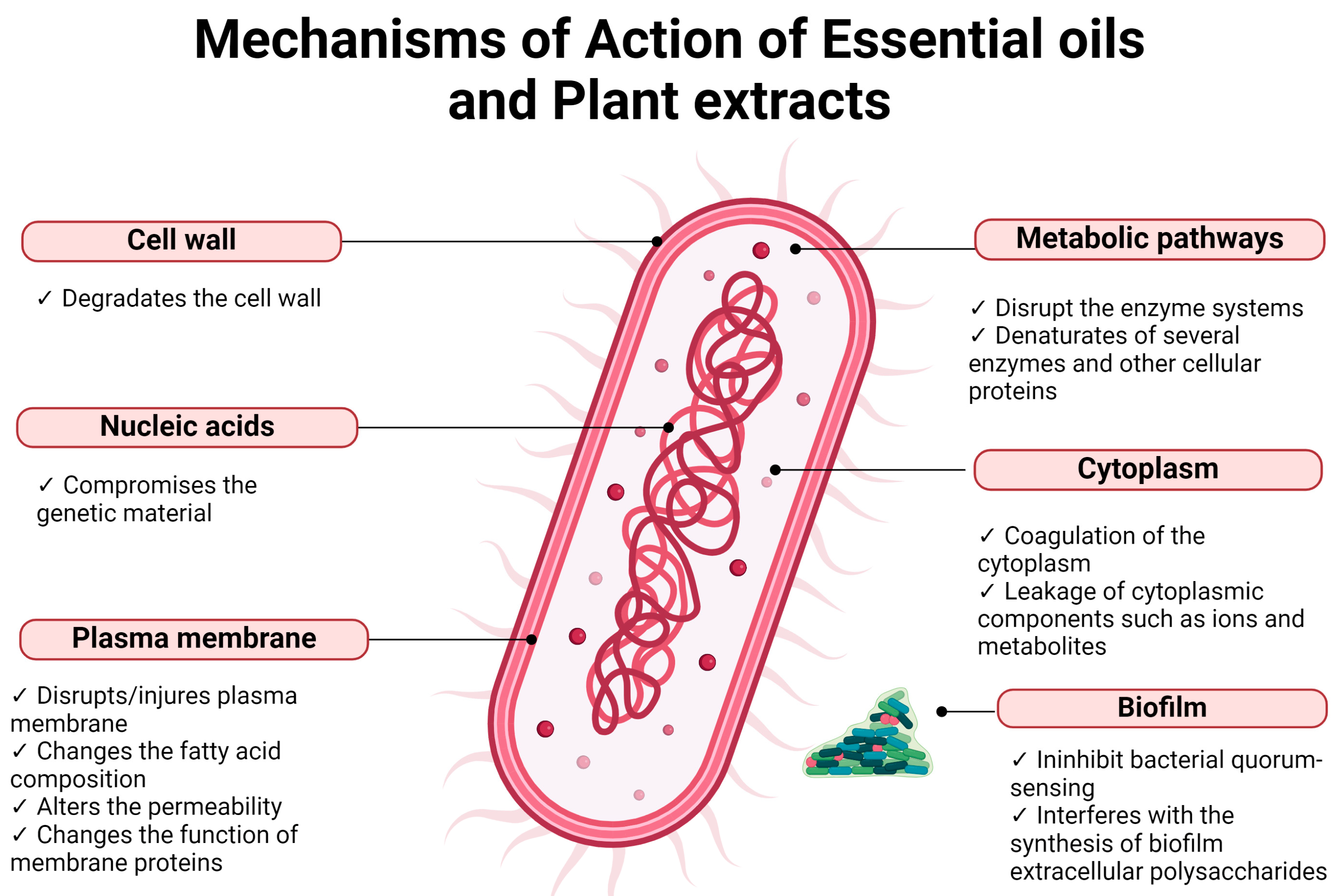 Microorganisms 12 00438 g004