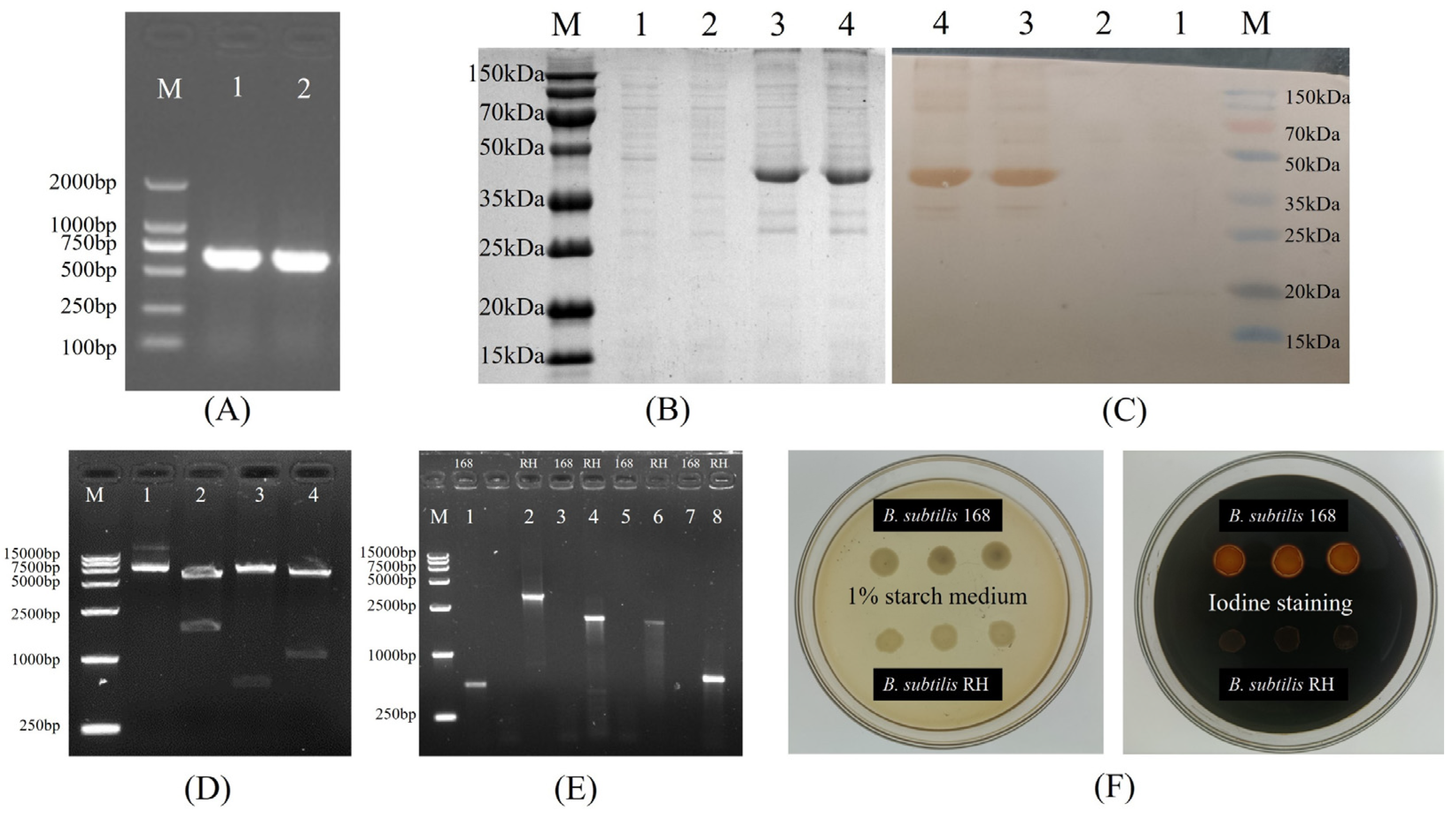 Microorganisms 12 00439 g003 Microorganisms 12 00439 g003