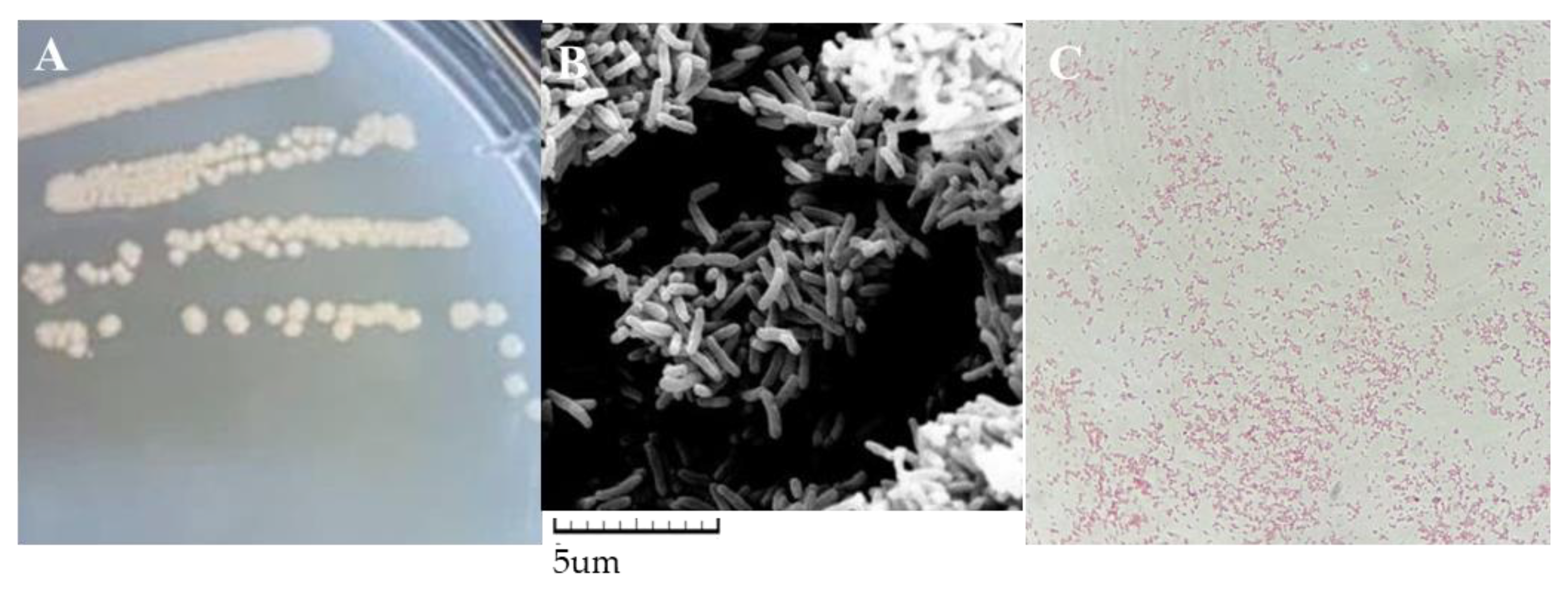 Microorganisms 12 00451 g001